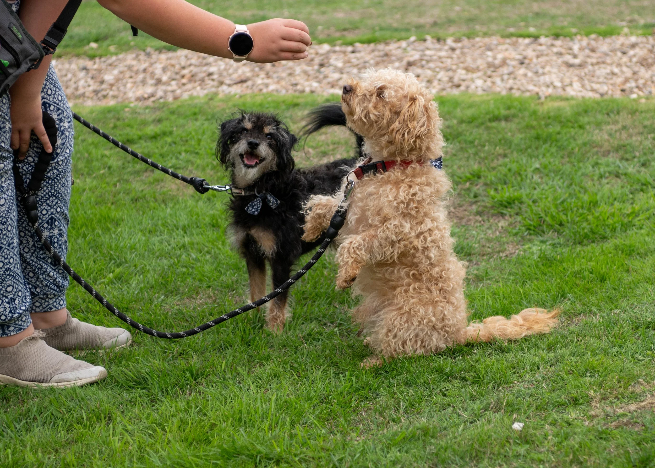 True Lovers Knot Dog Show 2026