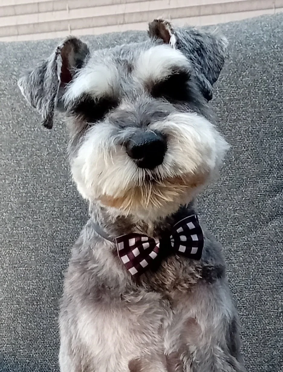 2025 One Line Dog Show : Most Handsome Dog : Milo
