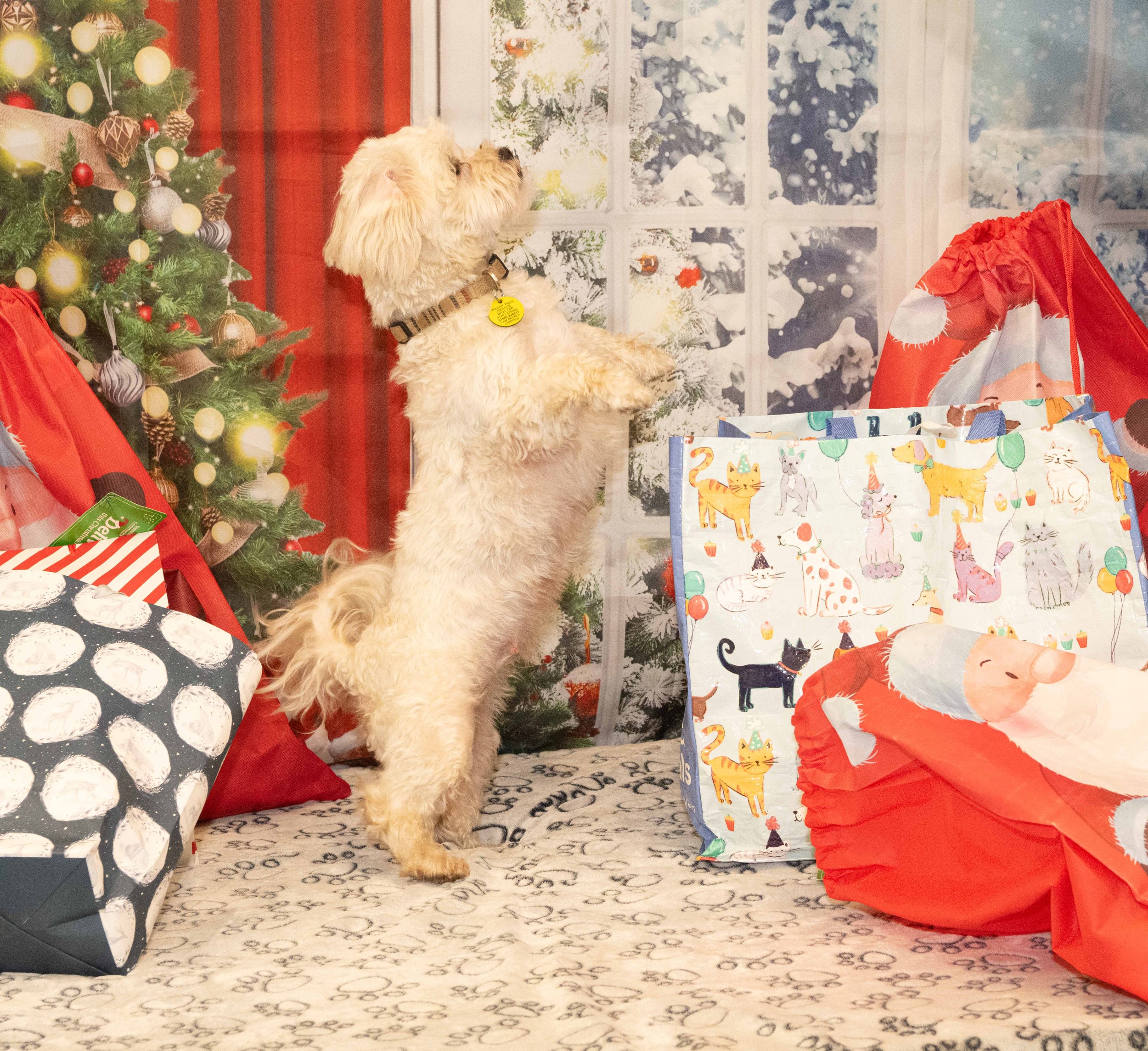 2023 Christmas Morning