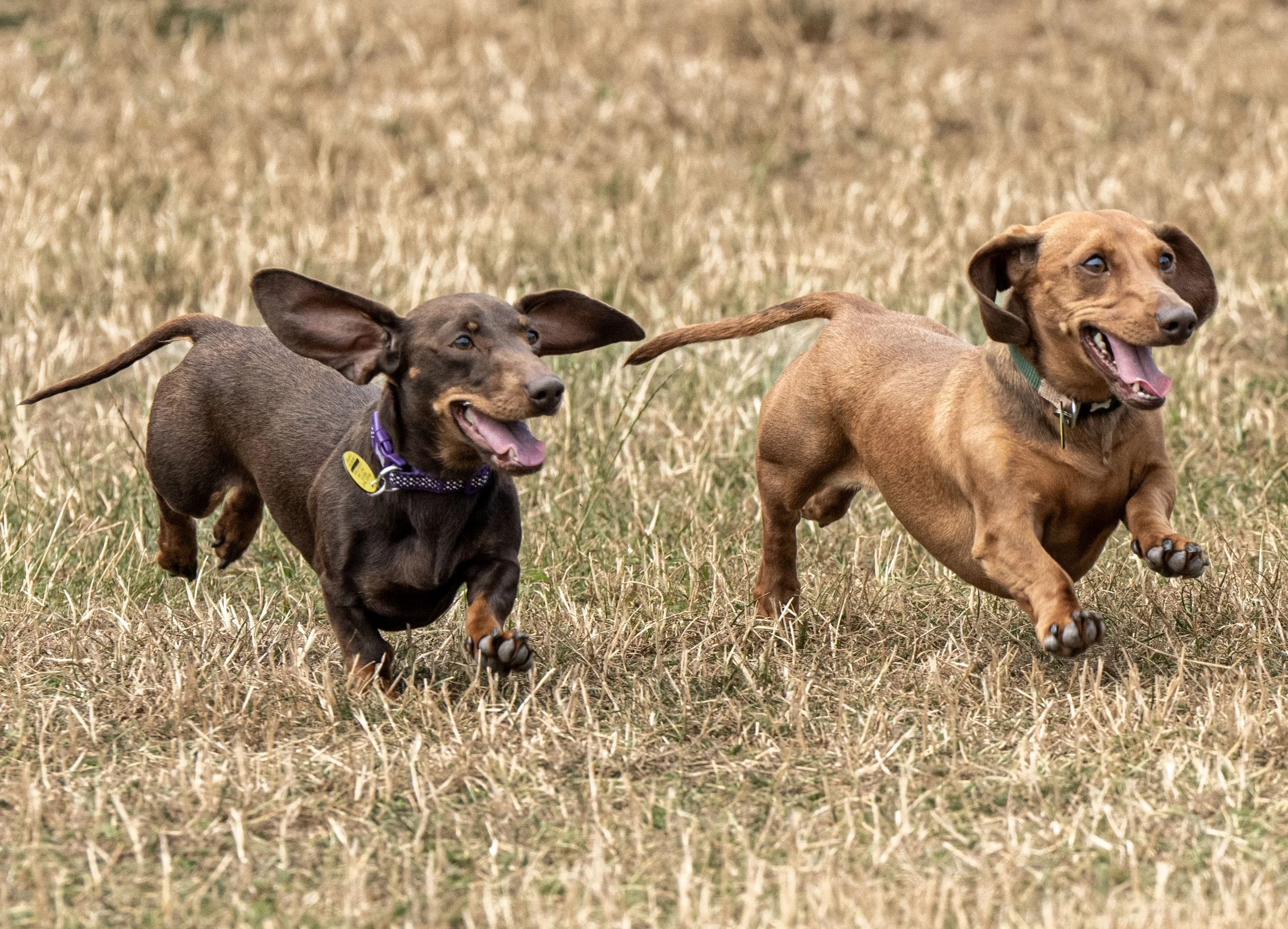 Doug &amp; Elsie (3 yrs)