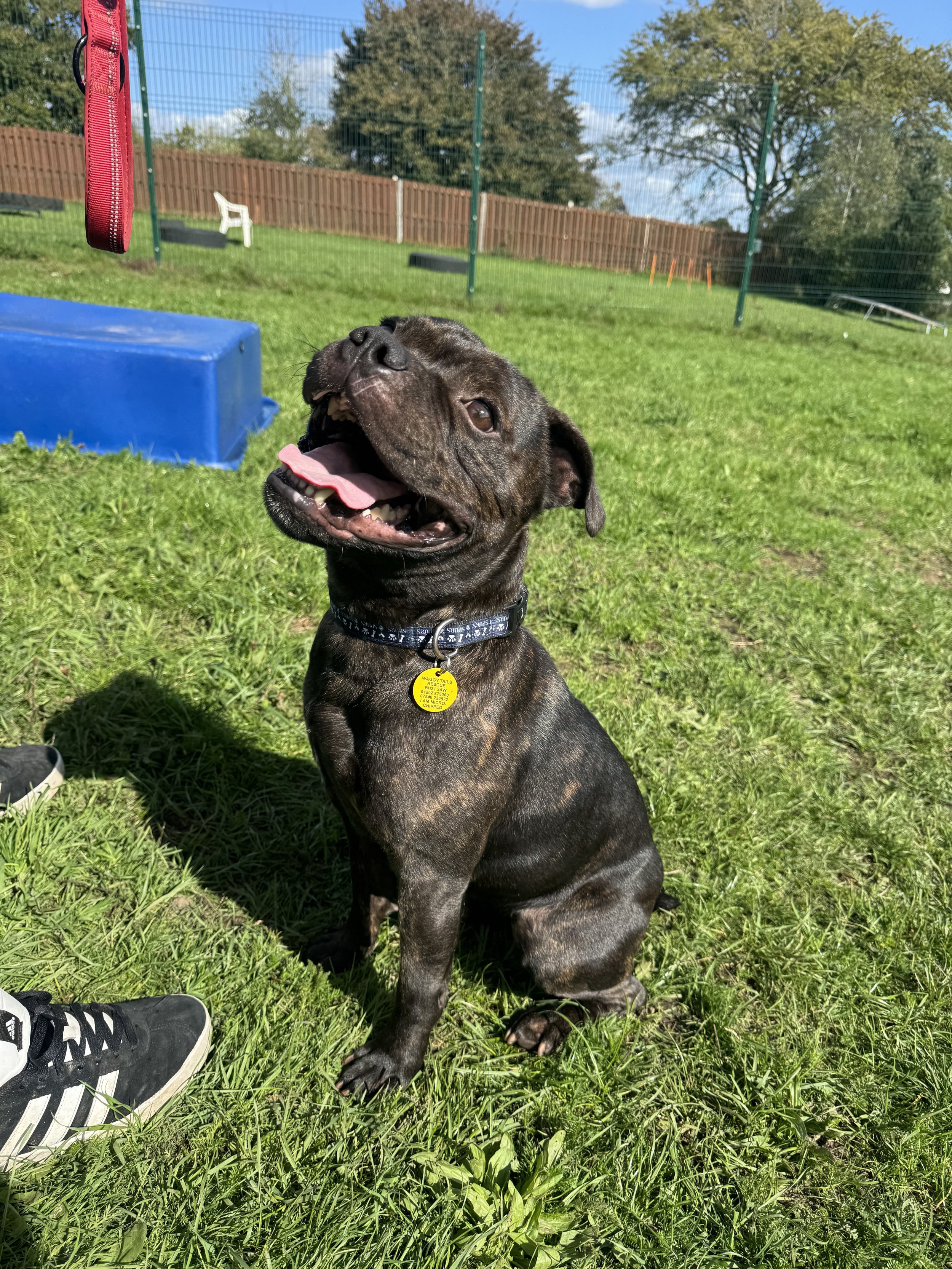 Hewie (2½ yrs)