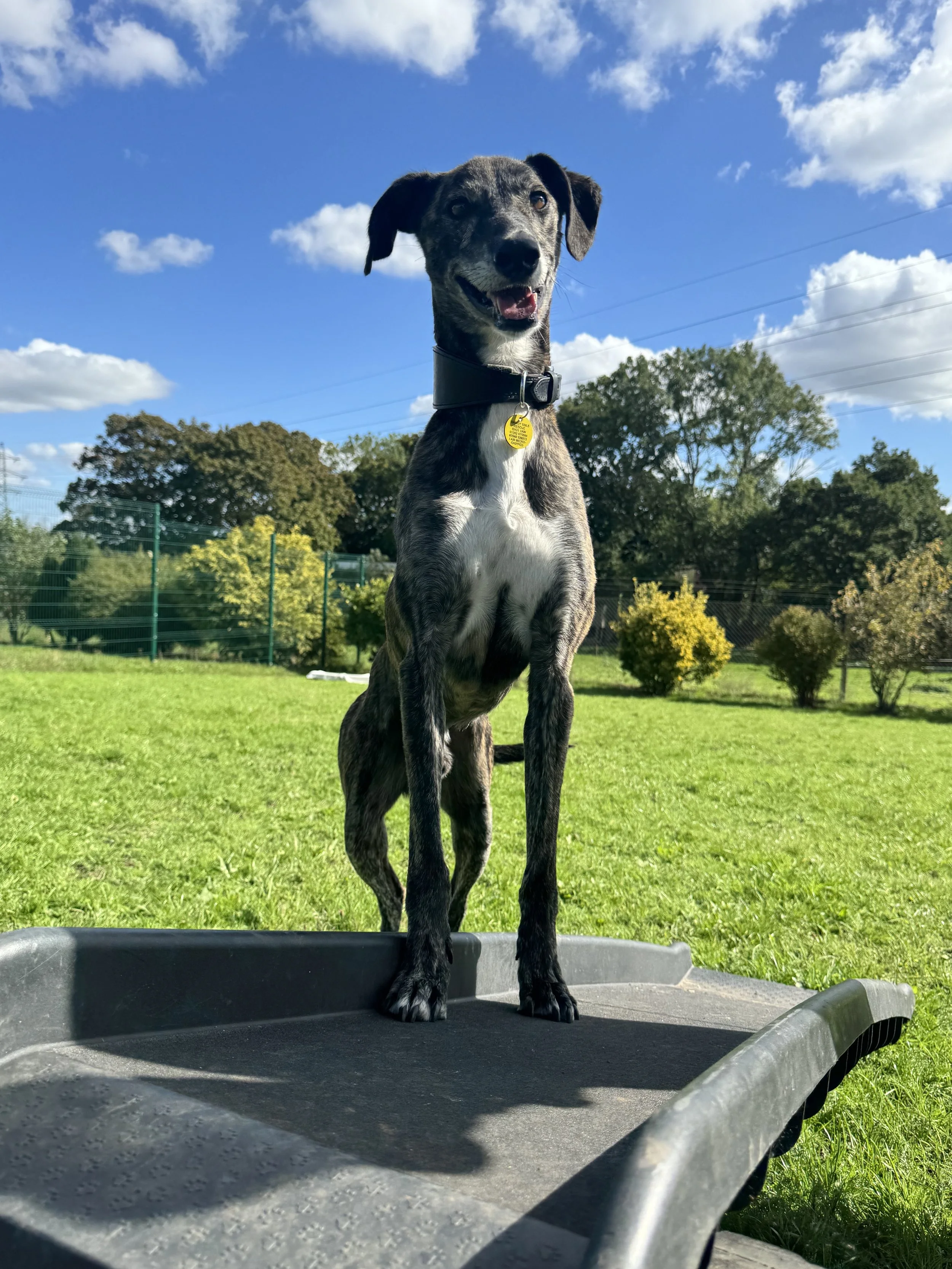 Benny (5 yrs)