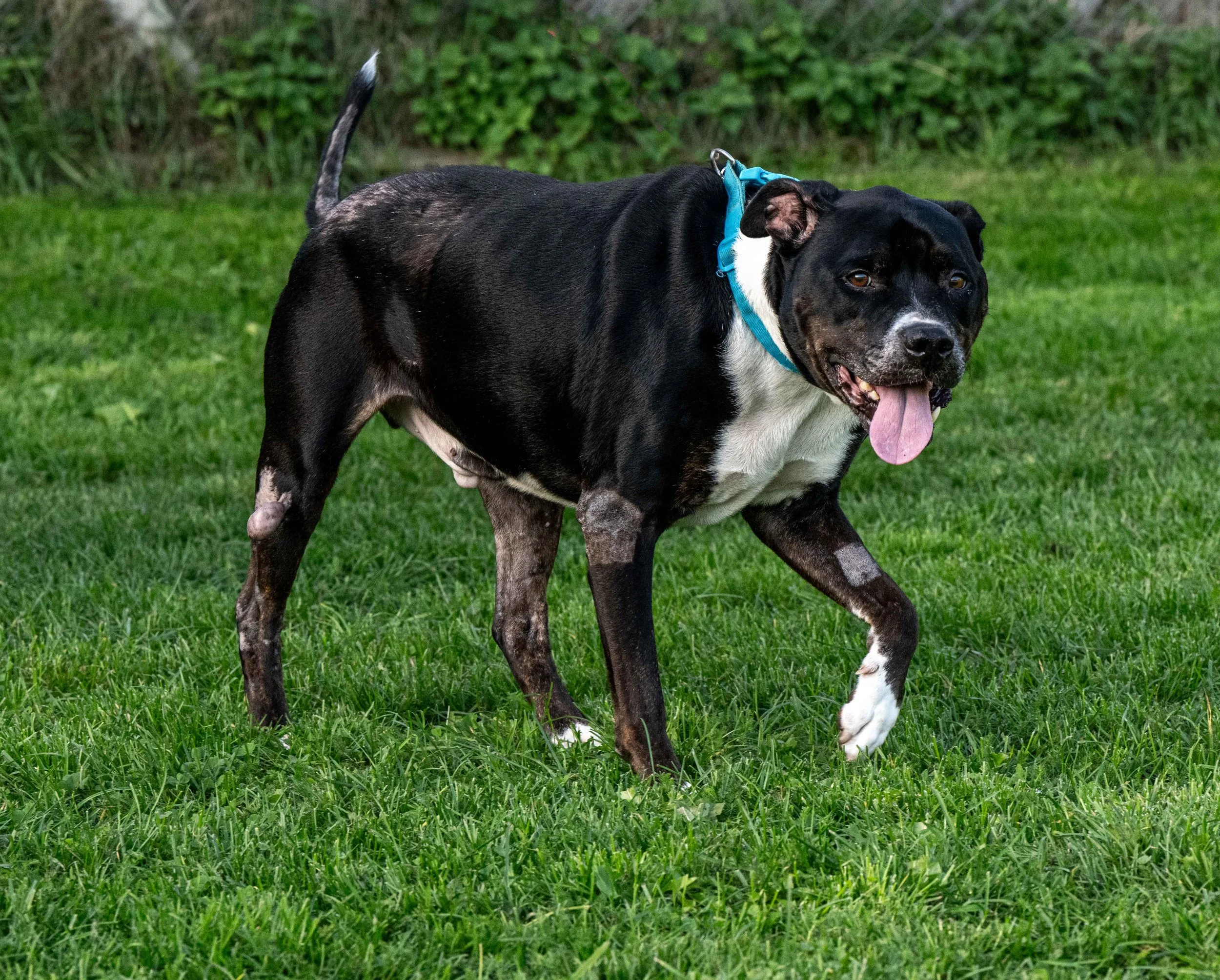 Colby (9½ yrs)