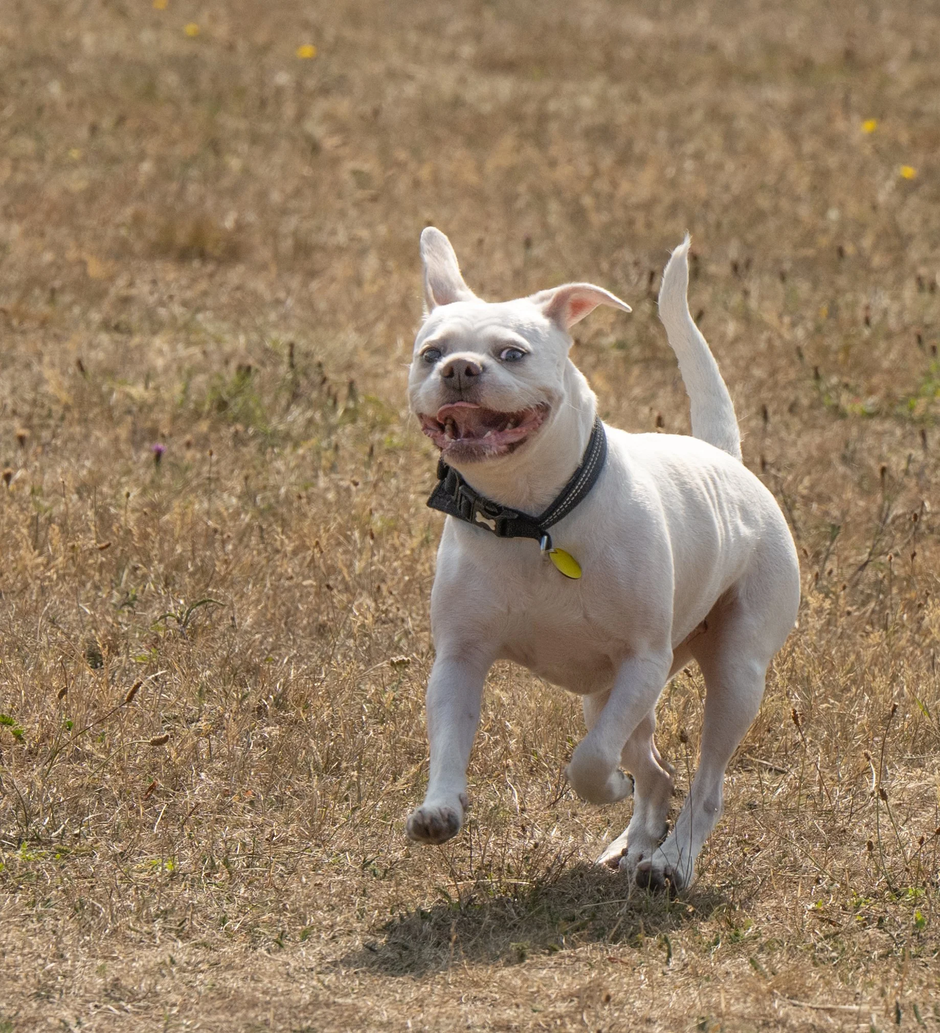 Mabel (4½ yrs)