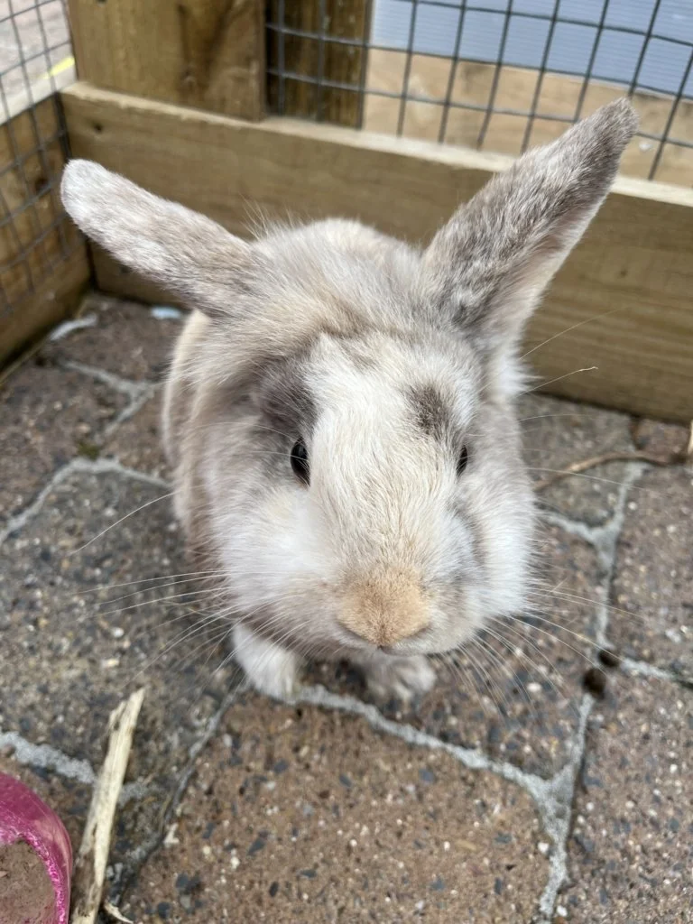 Fiver &amp; Nibbles