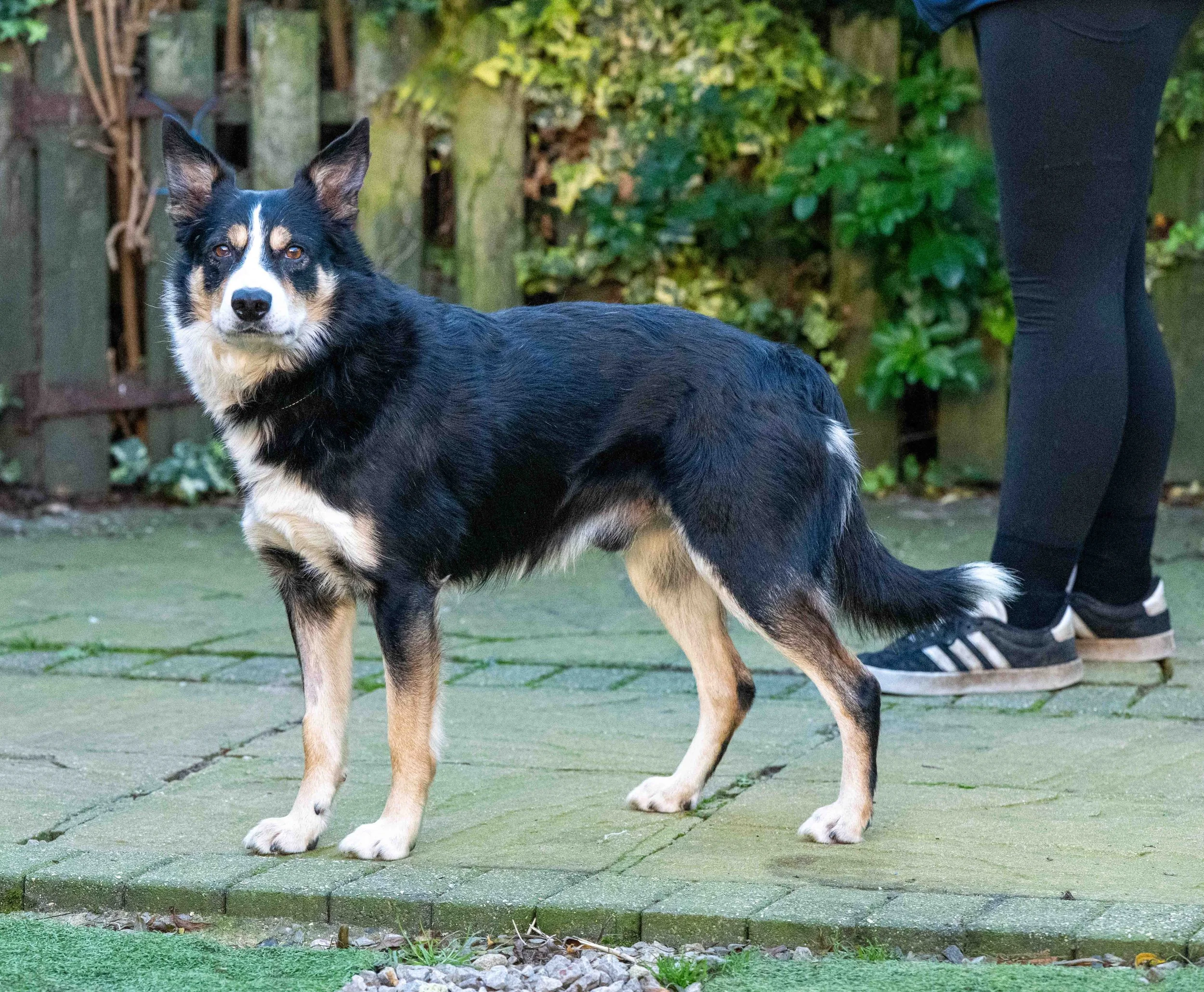 Rocky (8 yrs)