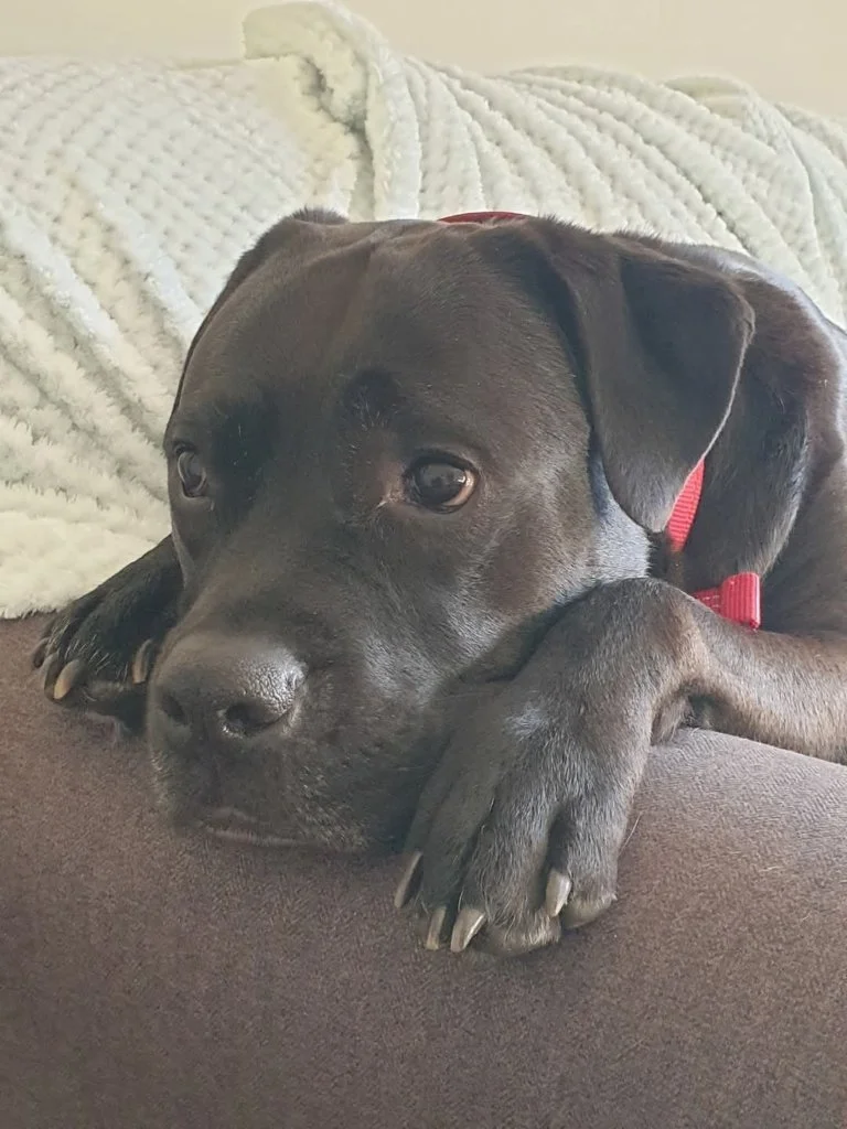 Harley