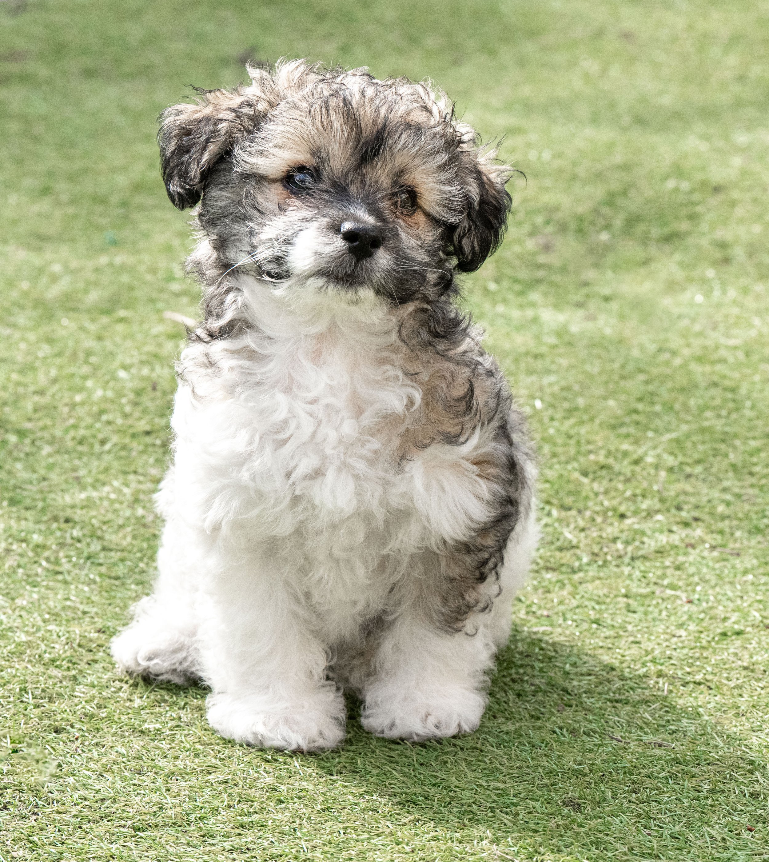 Dog Presentation – Saturday 6th June 2026
