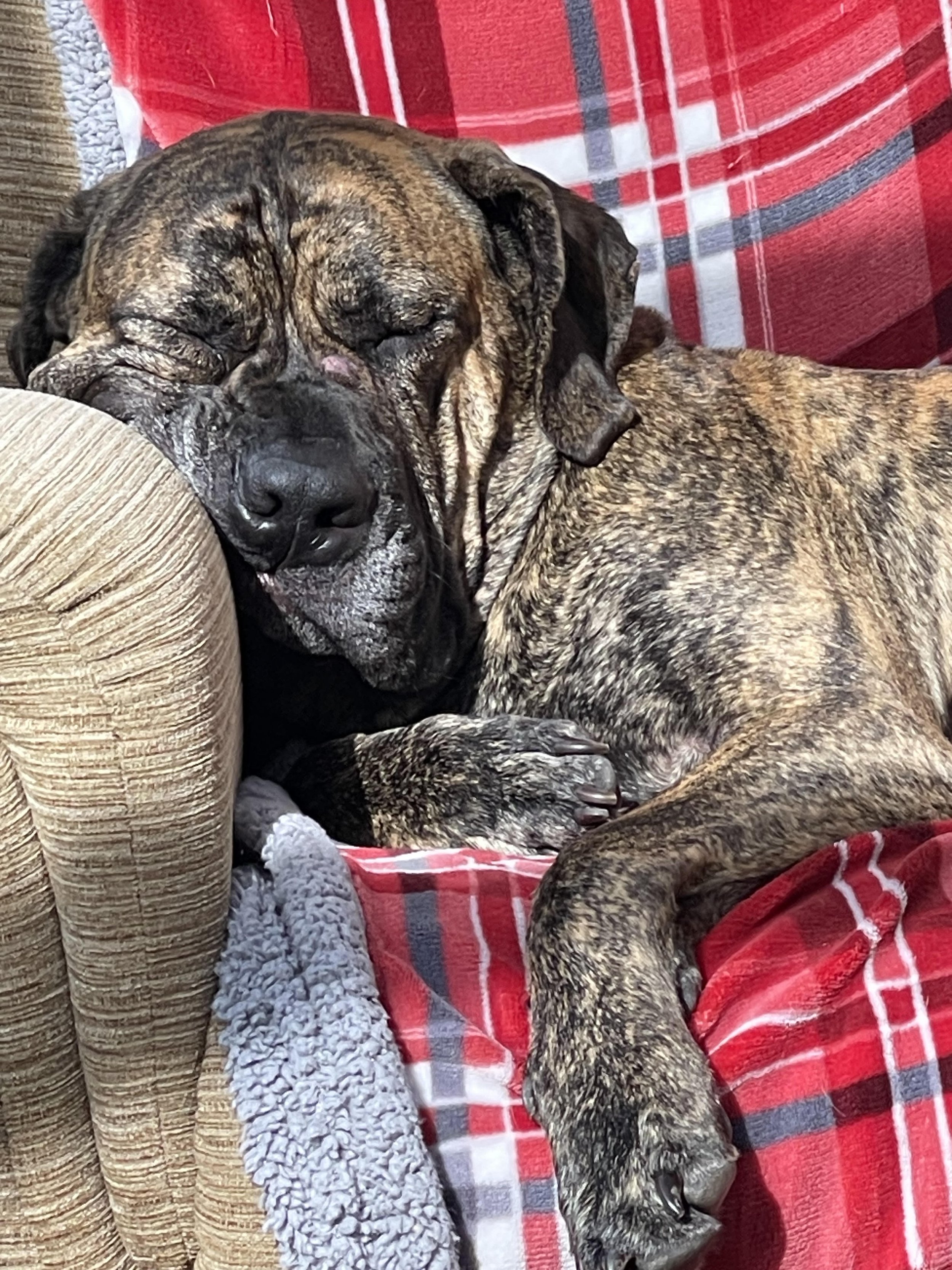 Duke (success)