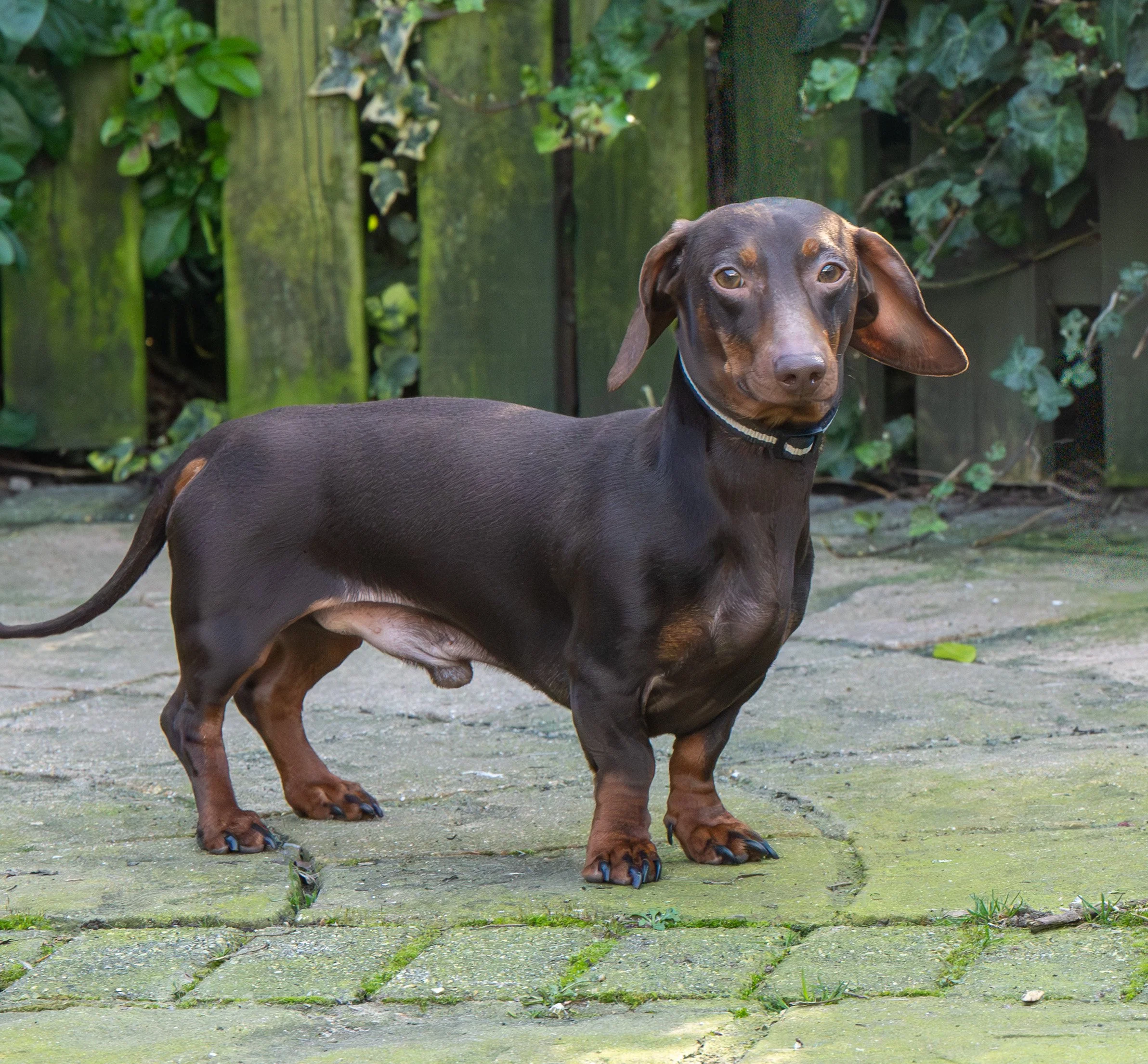 Reggie (2½ yrs)