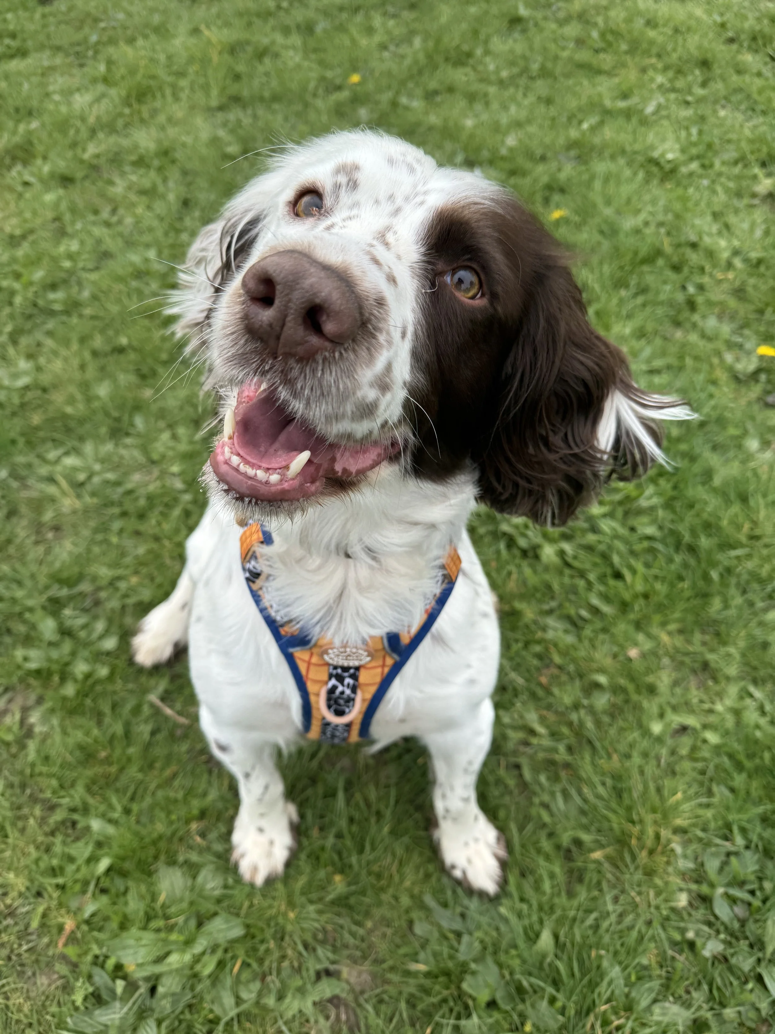 Buckley (4 year old)