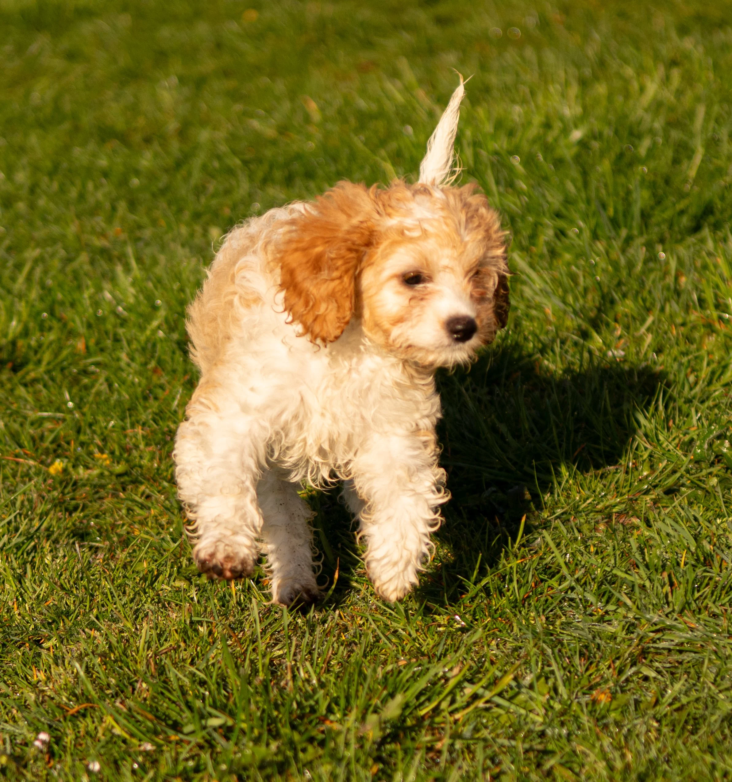 Cavapoo Puppies