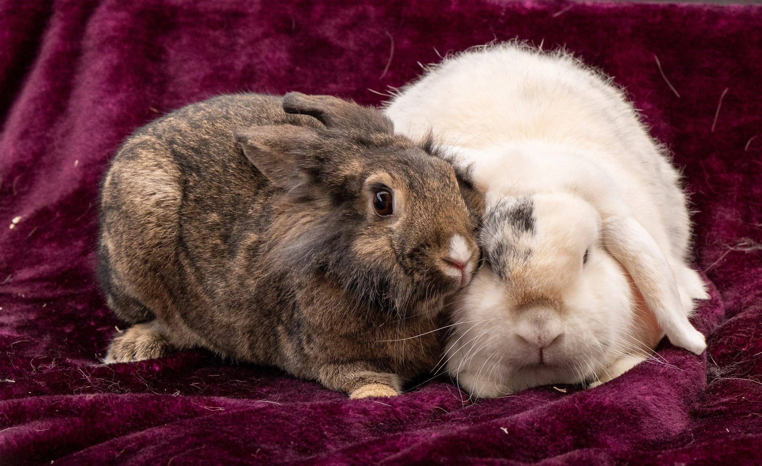 Cookie &amp; Pepper