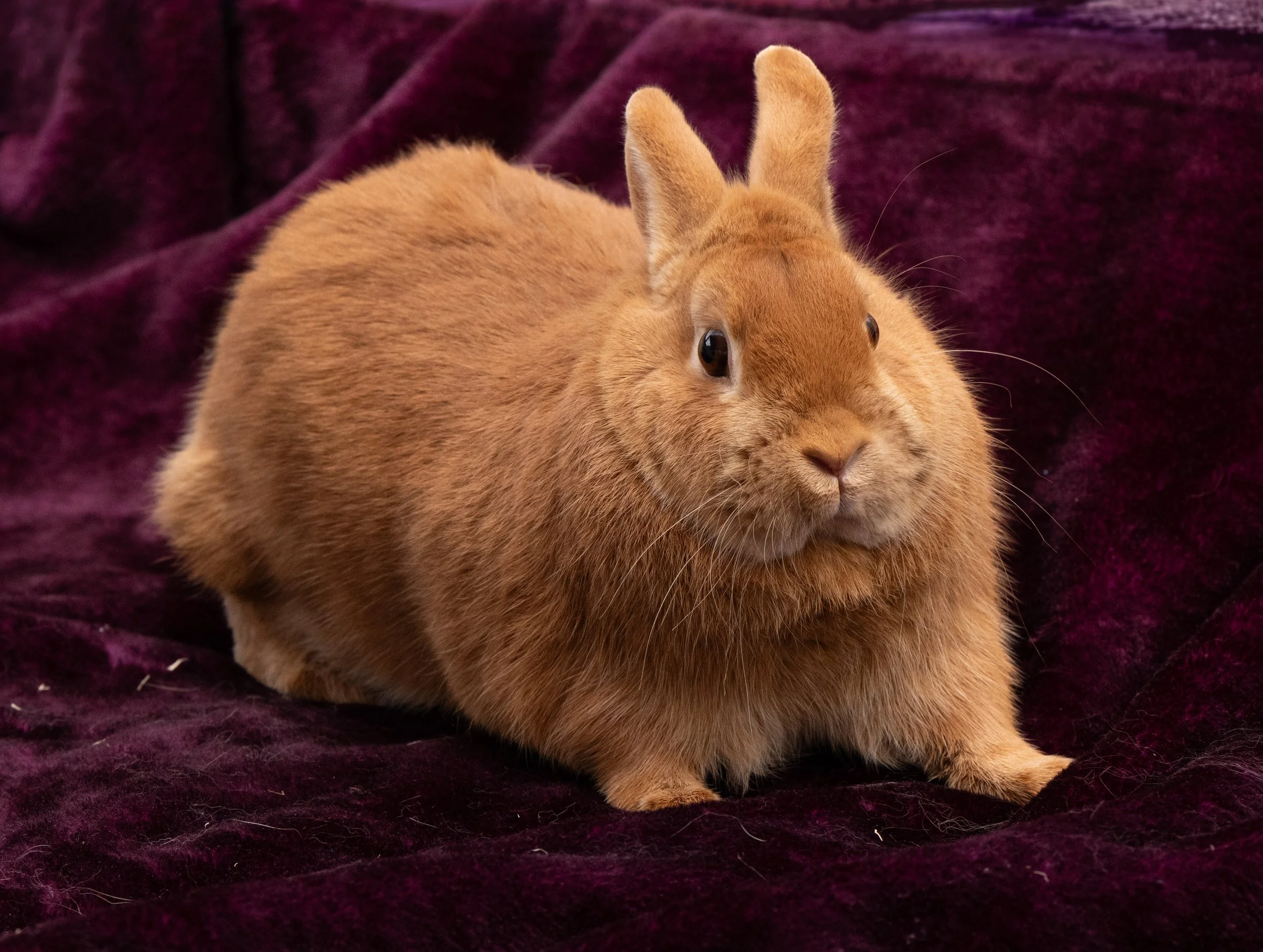 Simba Male Rabbit