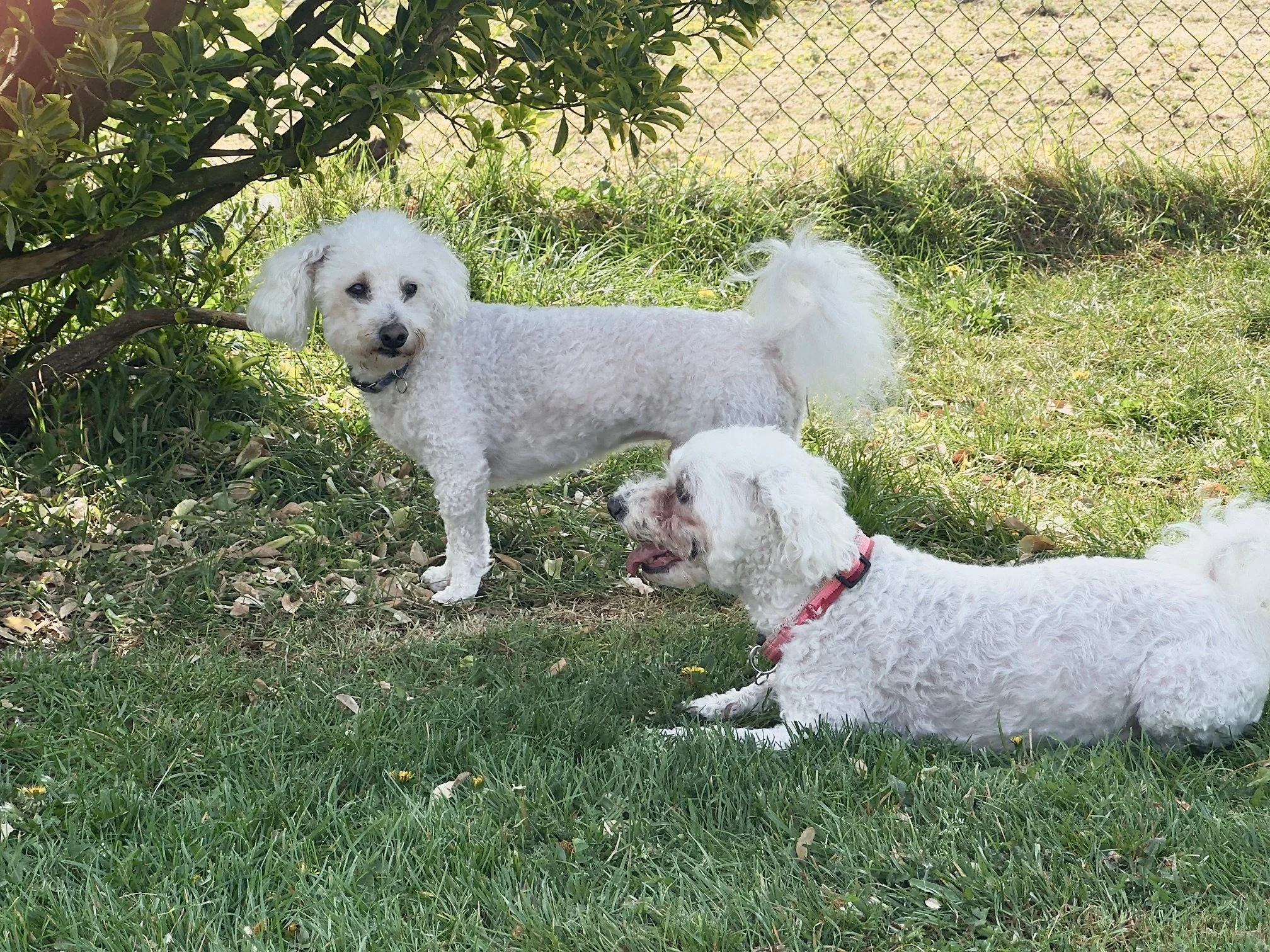 Lucky &amp; Sally (8 yrs)