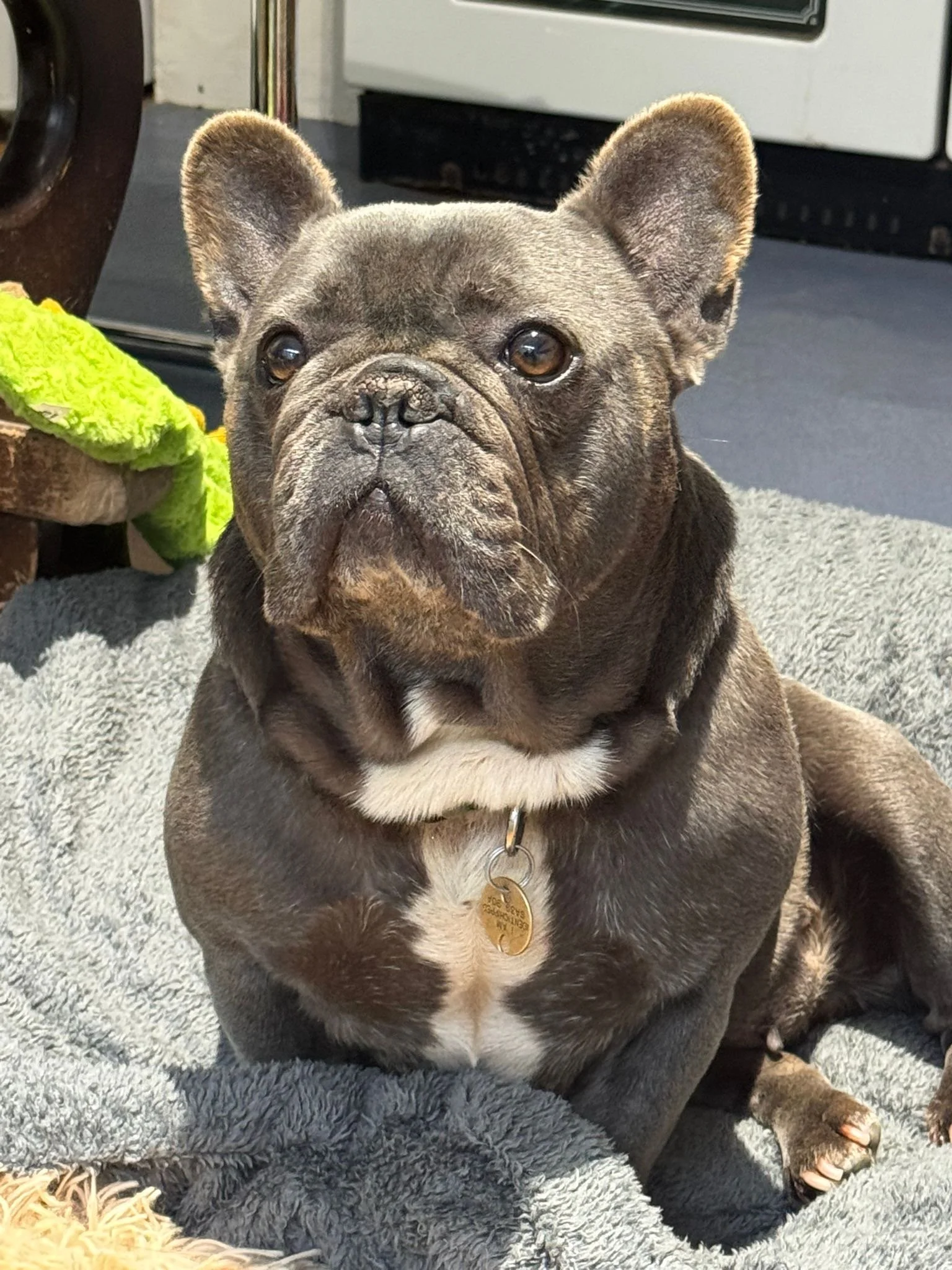 Blue (8 yrs)