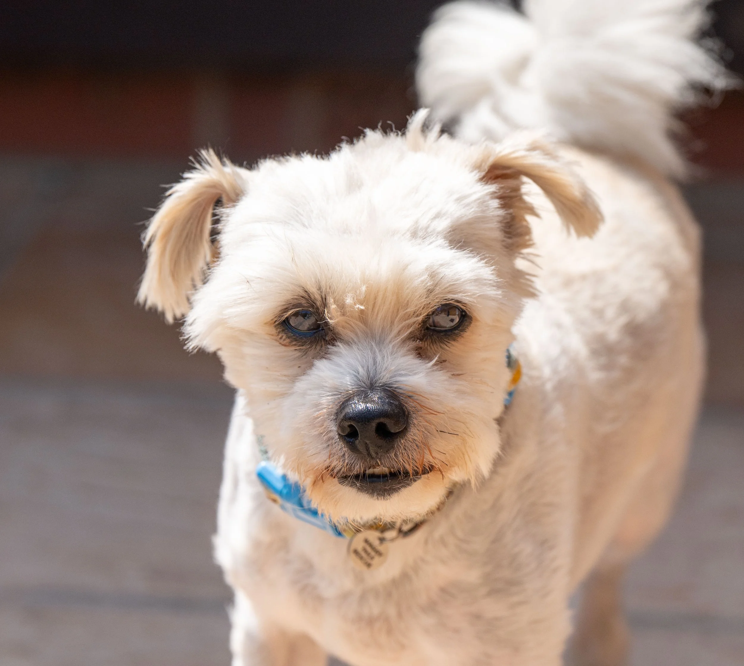 Buddy (8 Yrs)