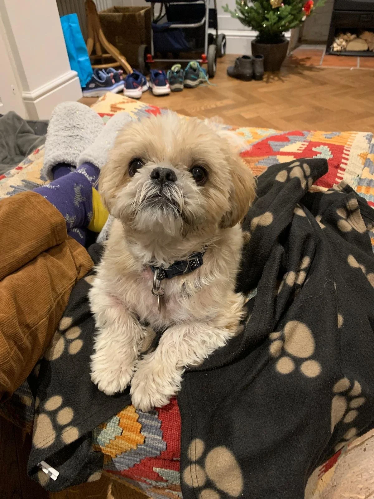 Teddy