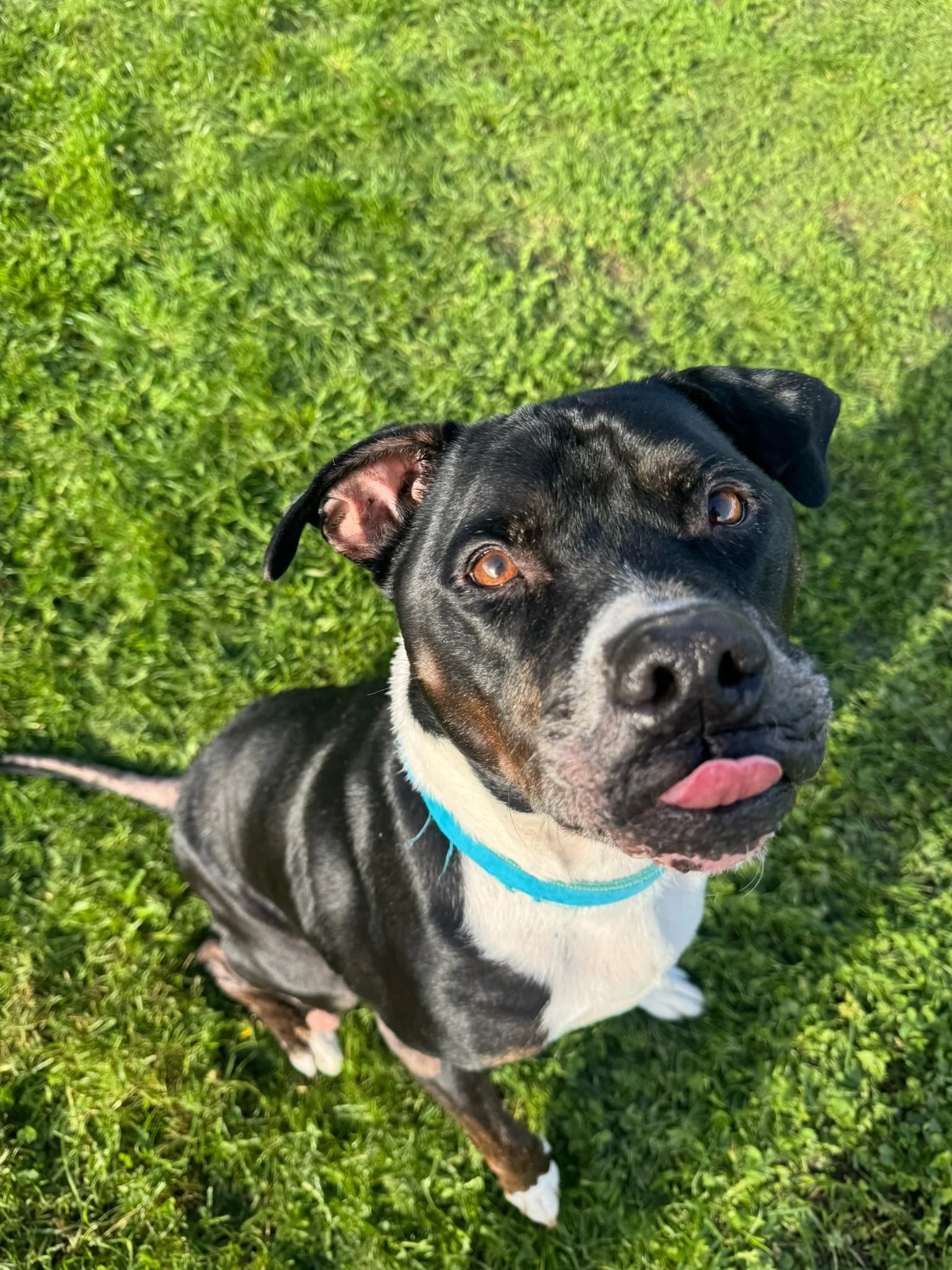 Colby (10 yrs)