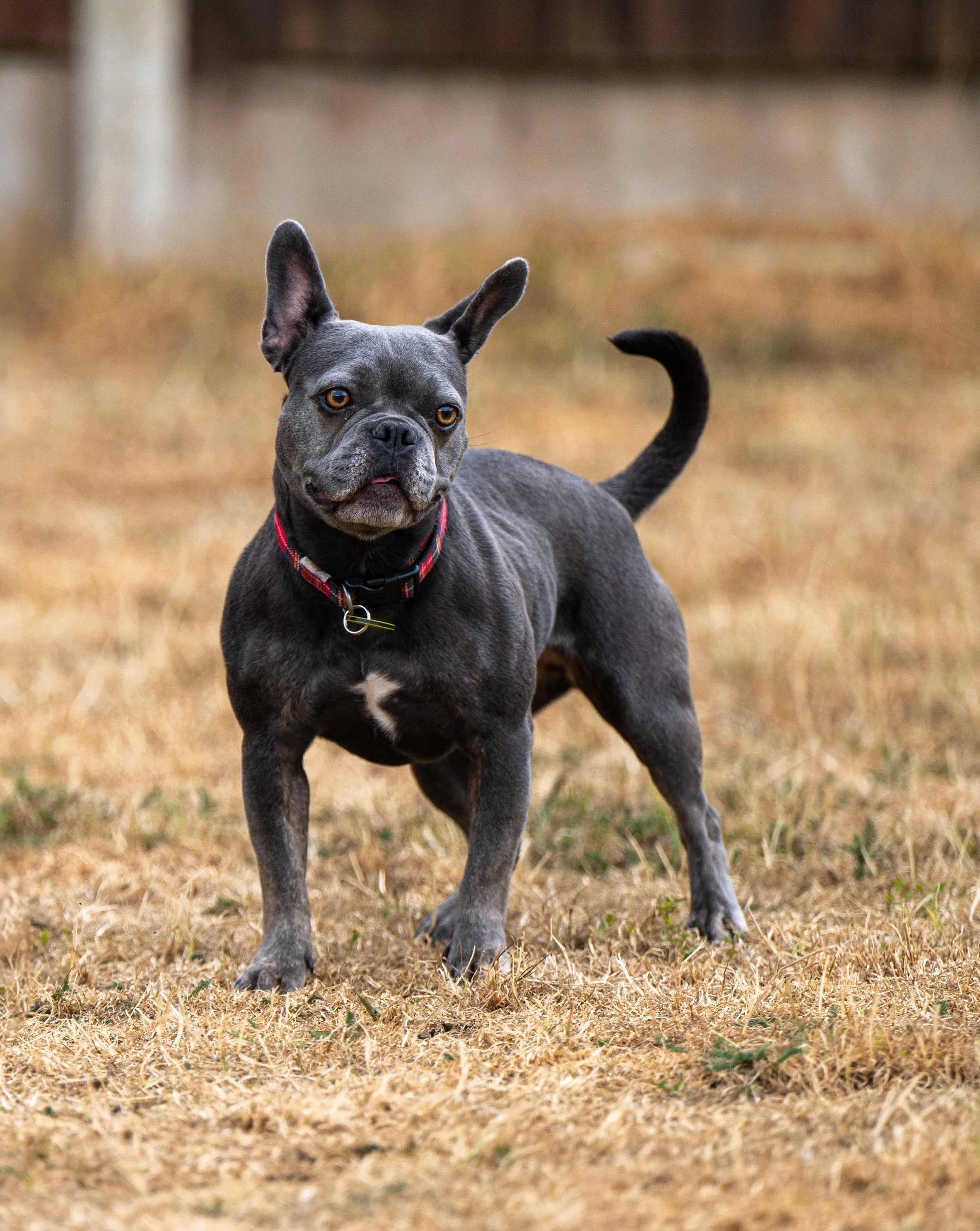 Bella (2 yrs)