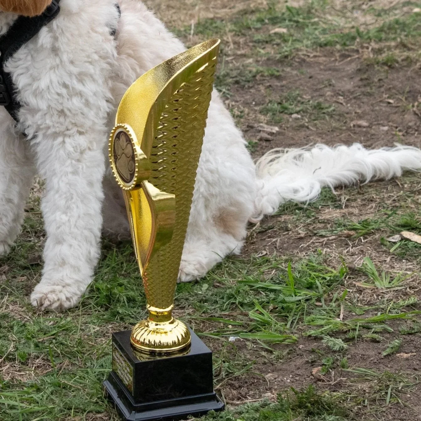 True Lovers Knot Dog Show Results September 2026 