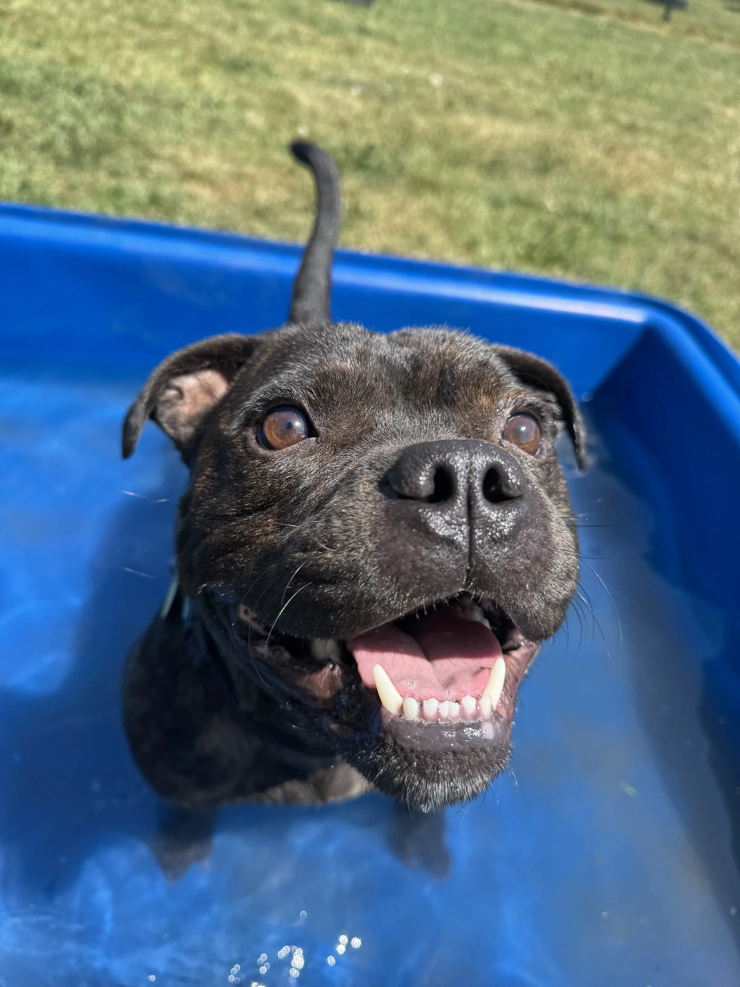 Dog Presentation – Saturday 14th November 2026