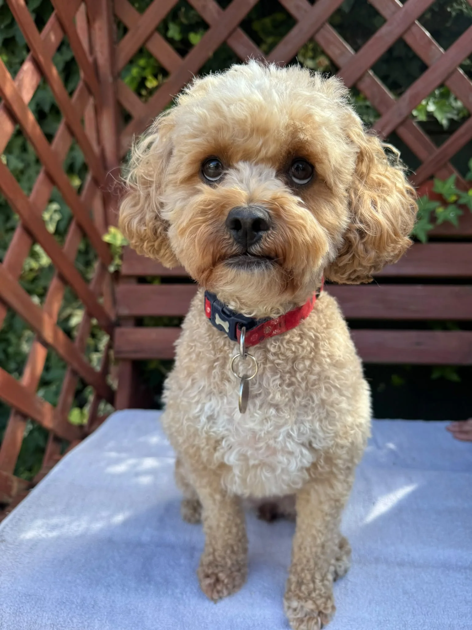 Luna (2 yrs)