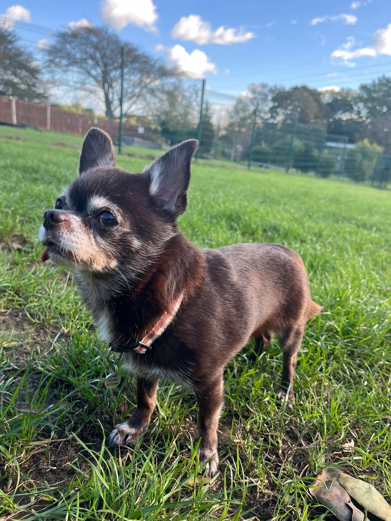 Barney (8 yrs)