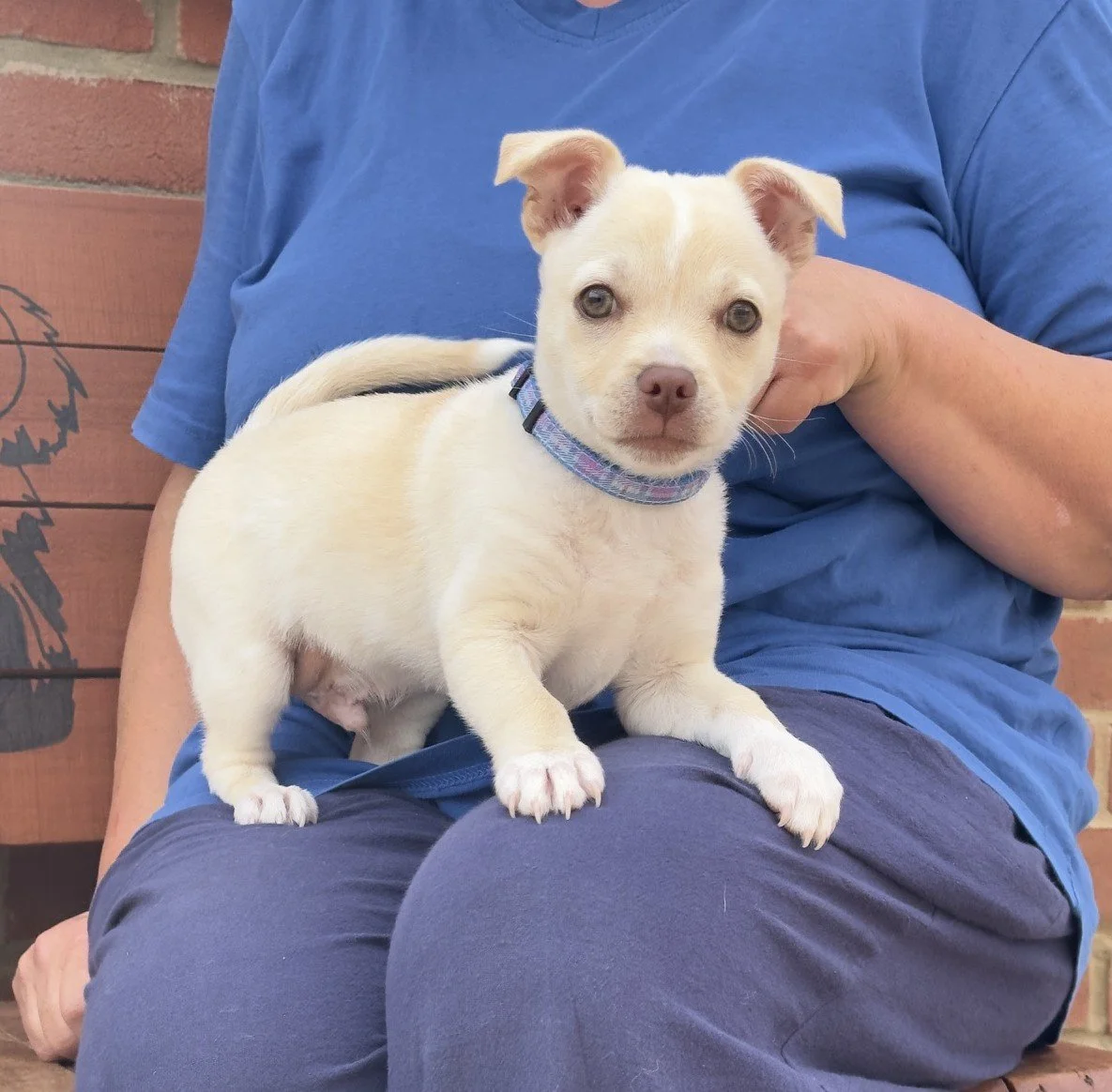 Rupert (13 weeks) 