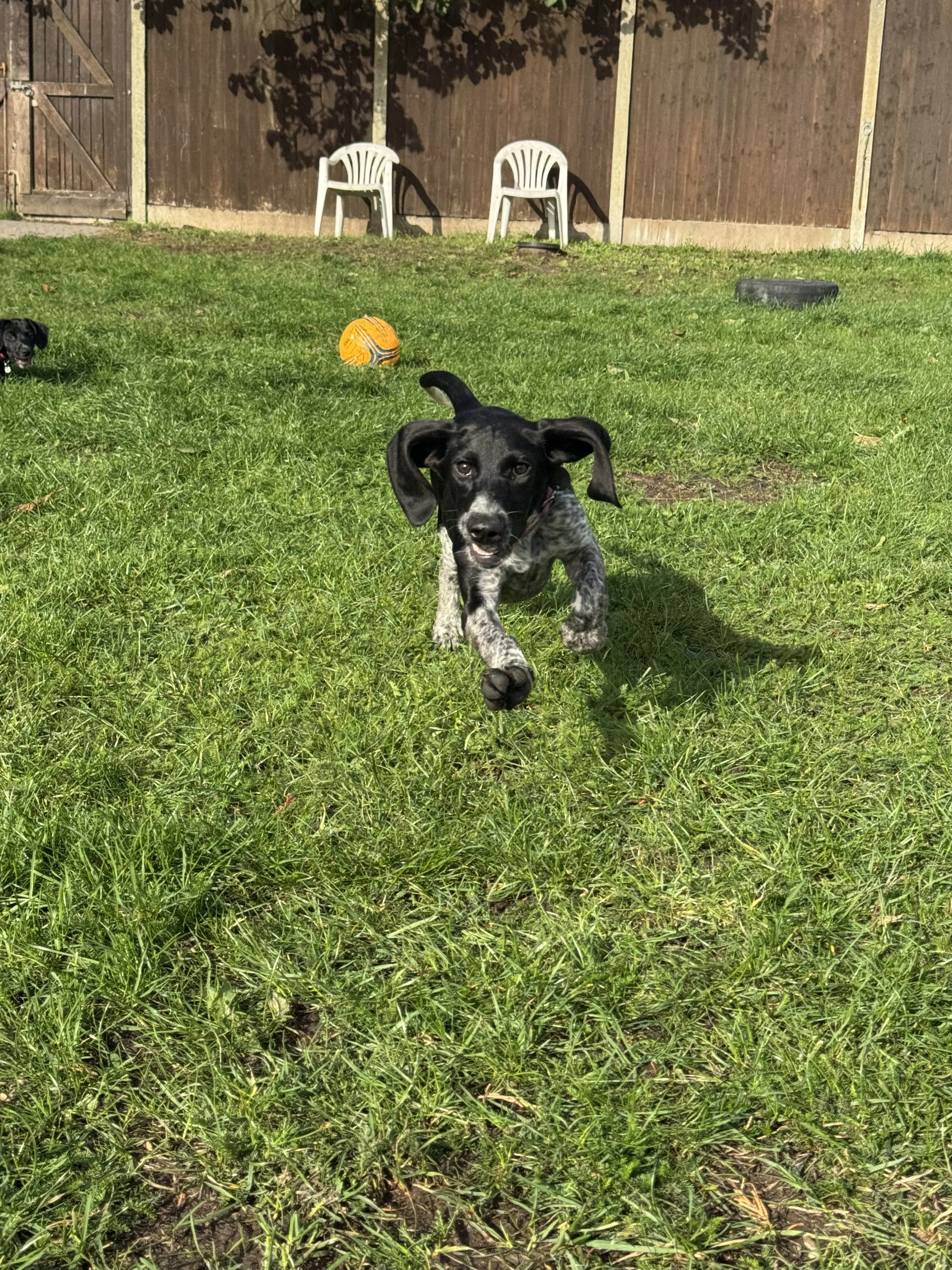 Maggie (DOB May 2026)
