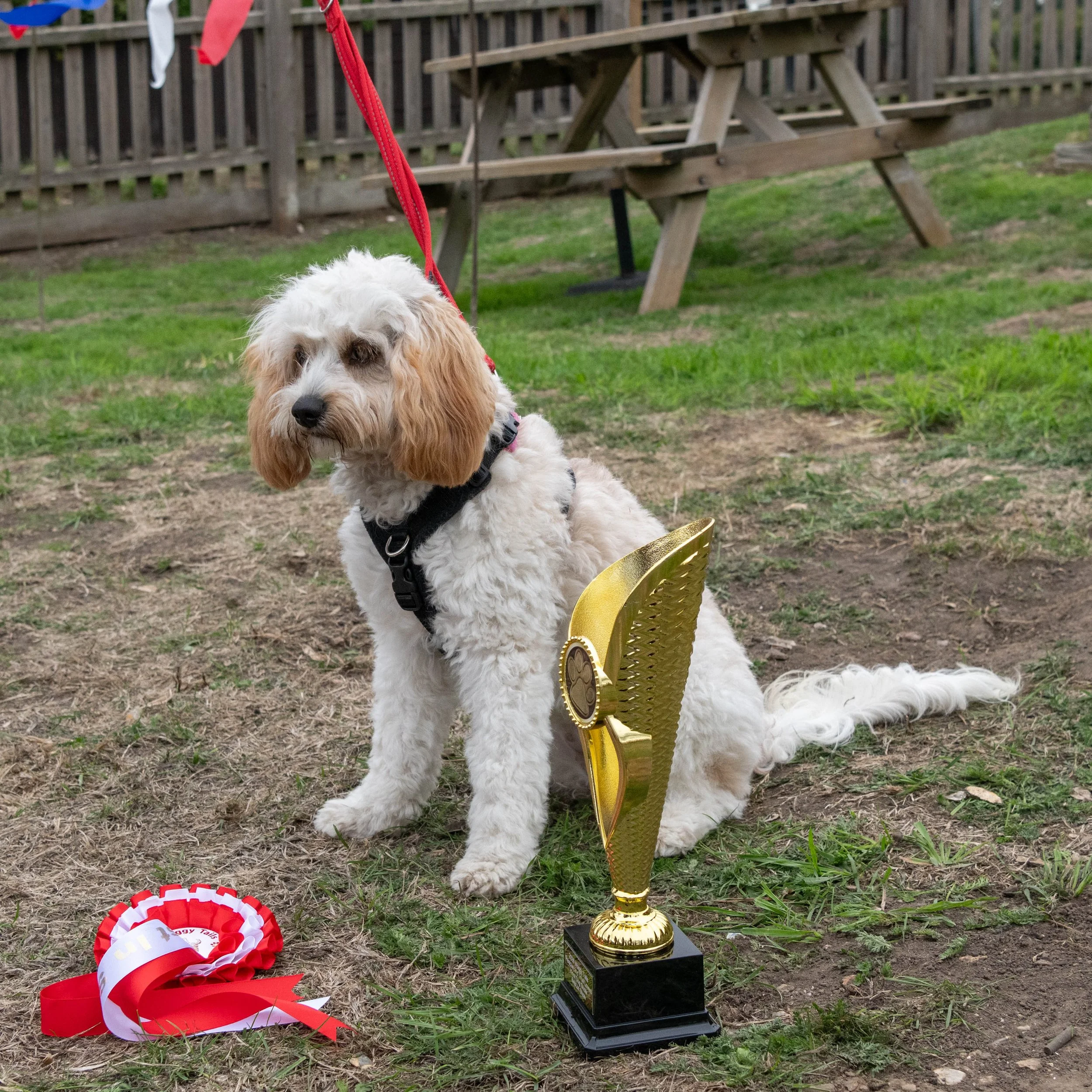 True Lovers Knot Dog Show 2026