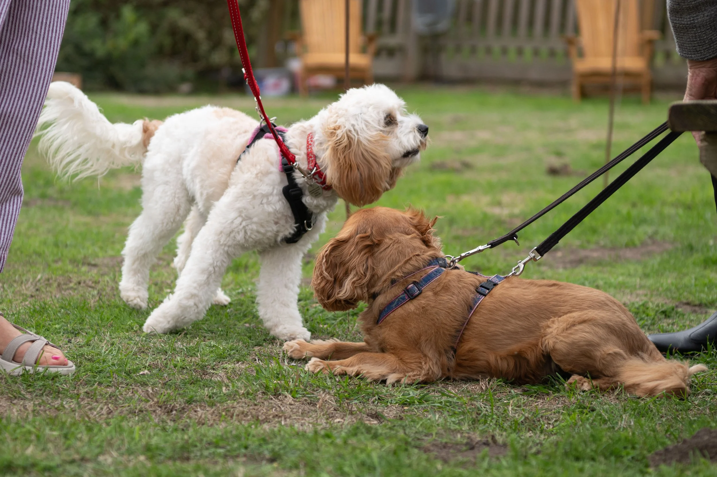 True Lovers Knot Dog Show 2026