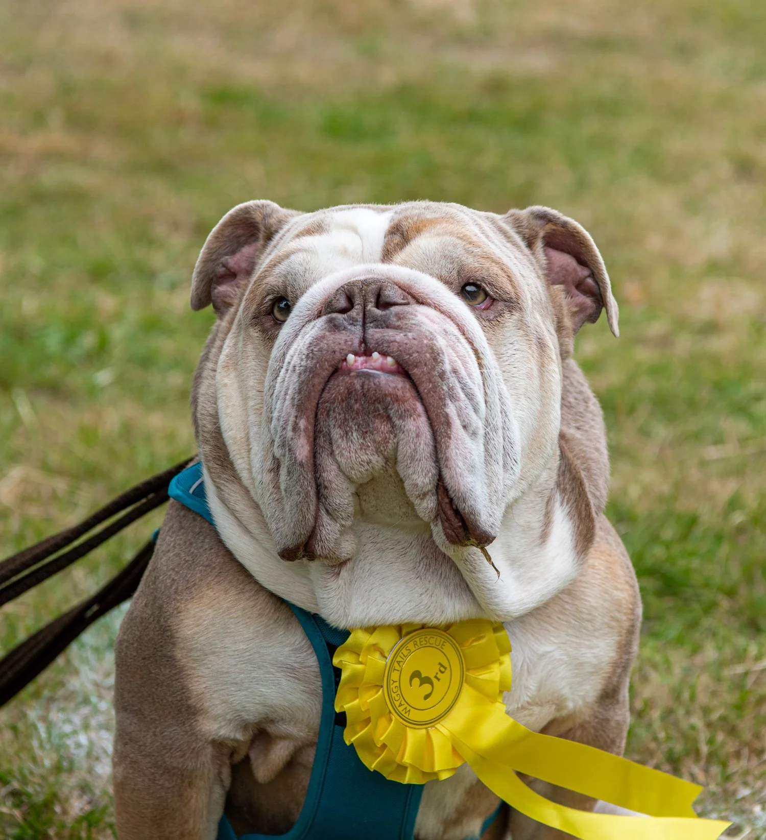 2022 Dog Show