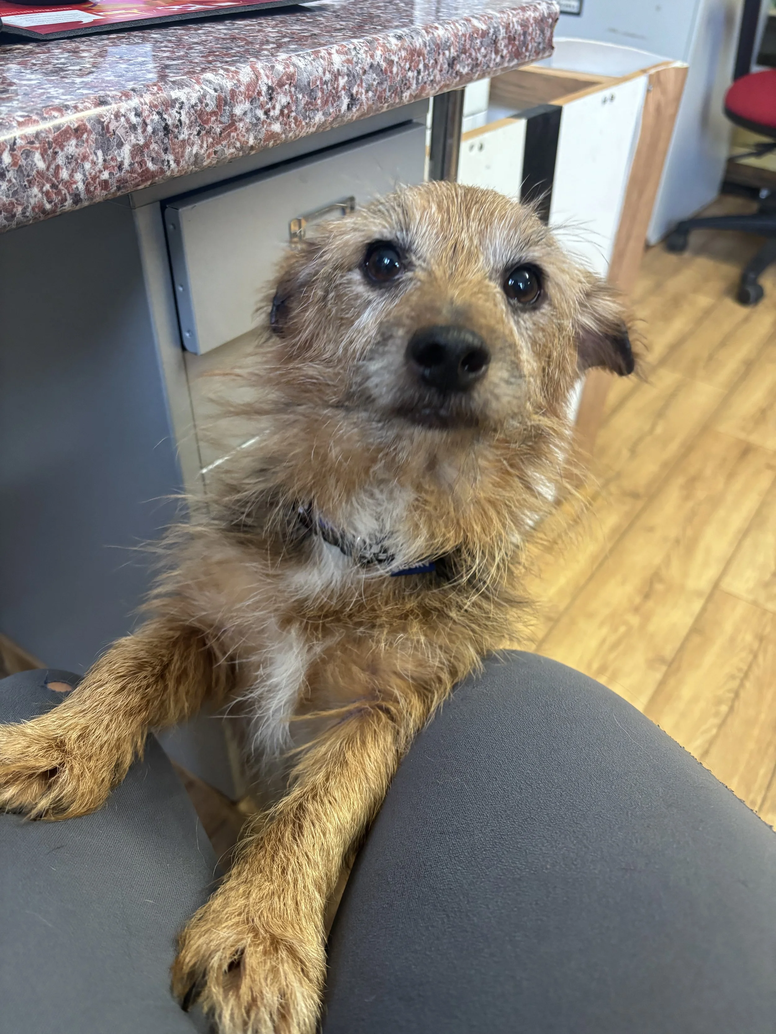 Prince (7 yrs)