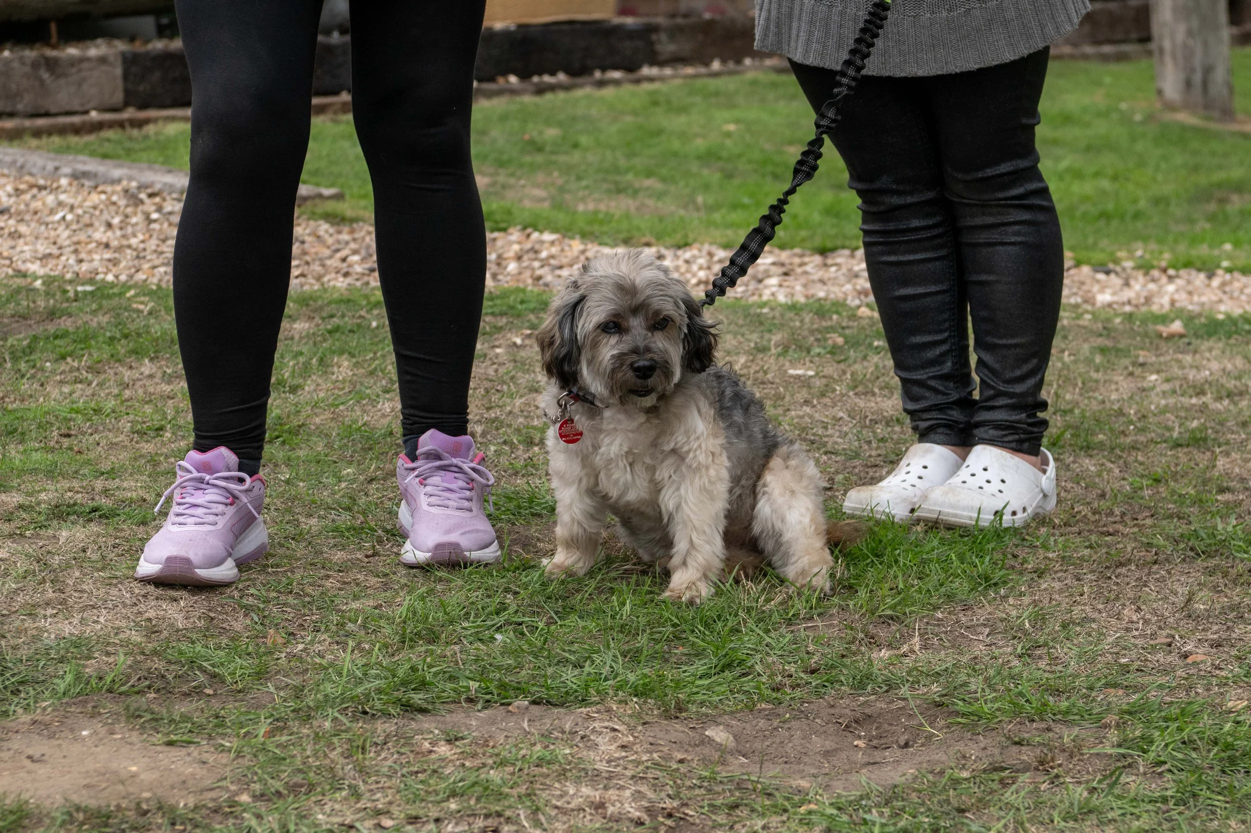 True Lovers Knot Dog Show 2026