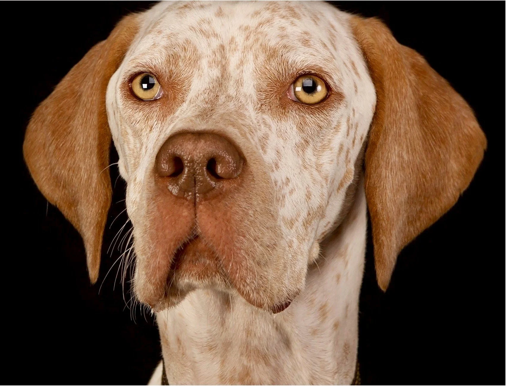 2025 One Line Dog Show : Prettiest Bitch : Nula