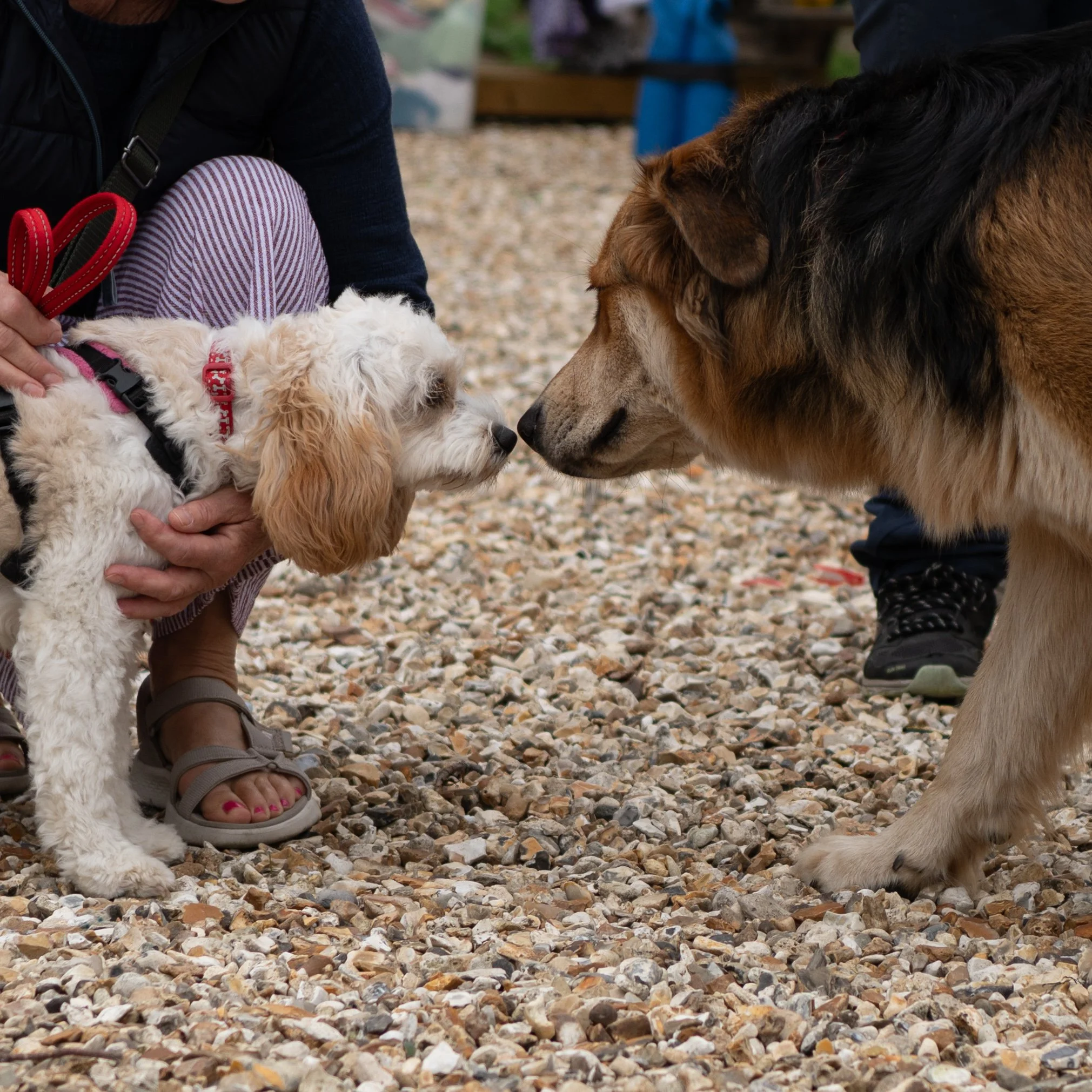 Waggy Tails dog show 2026 at True Lovers Knott-15.jpg