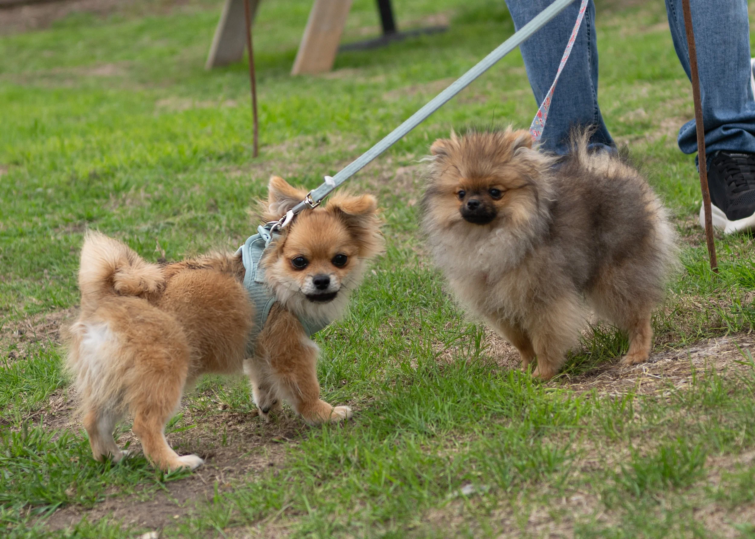 True Lovers Knot Dog Show 2026