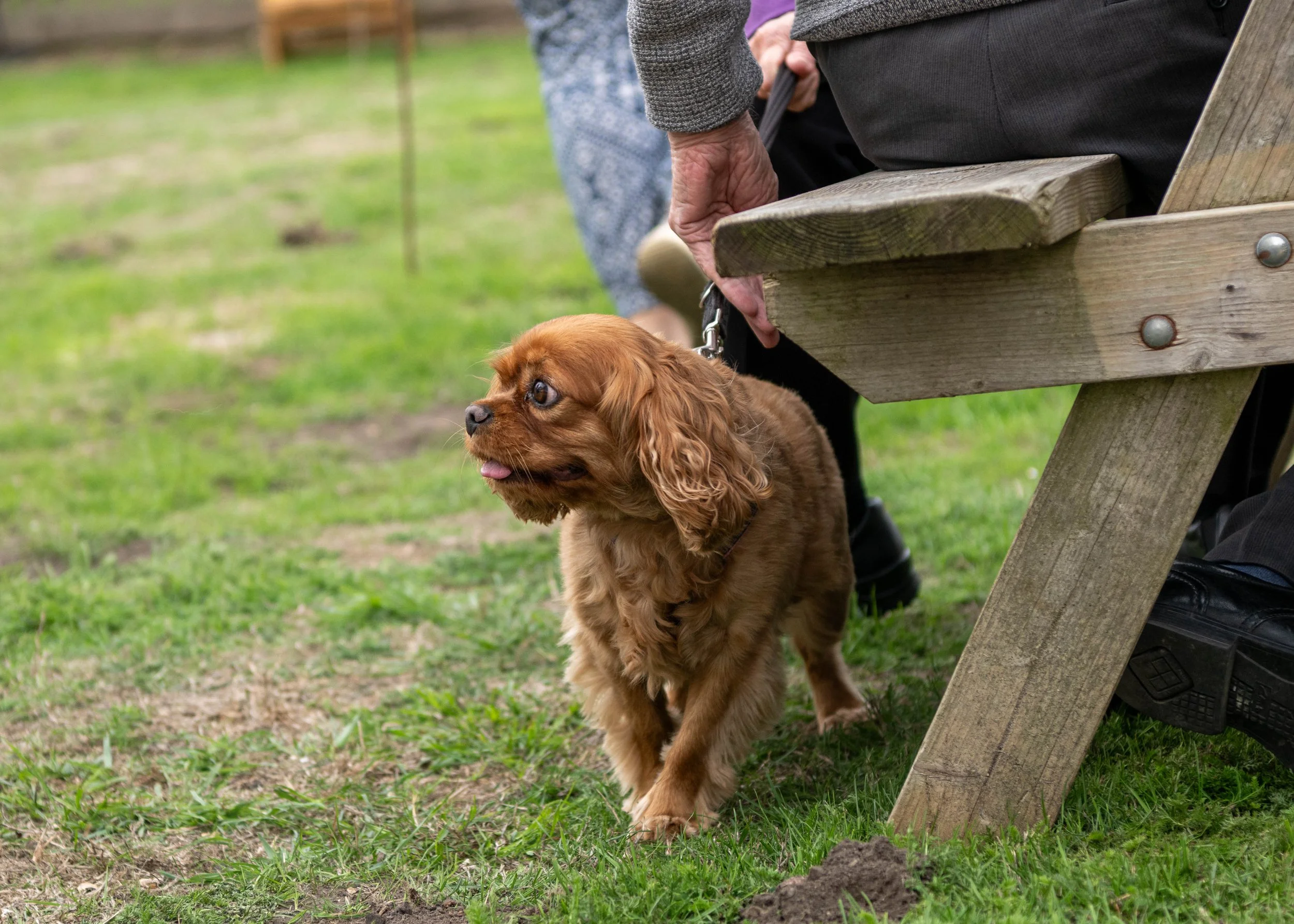 True Lovers Knot Dog Show 2026