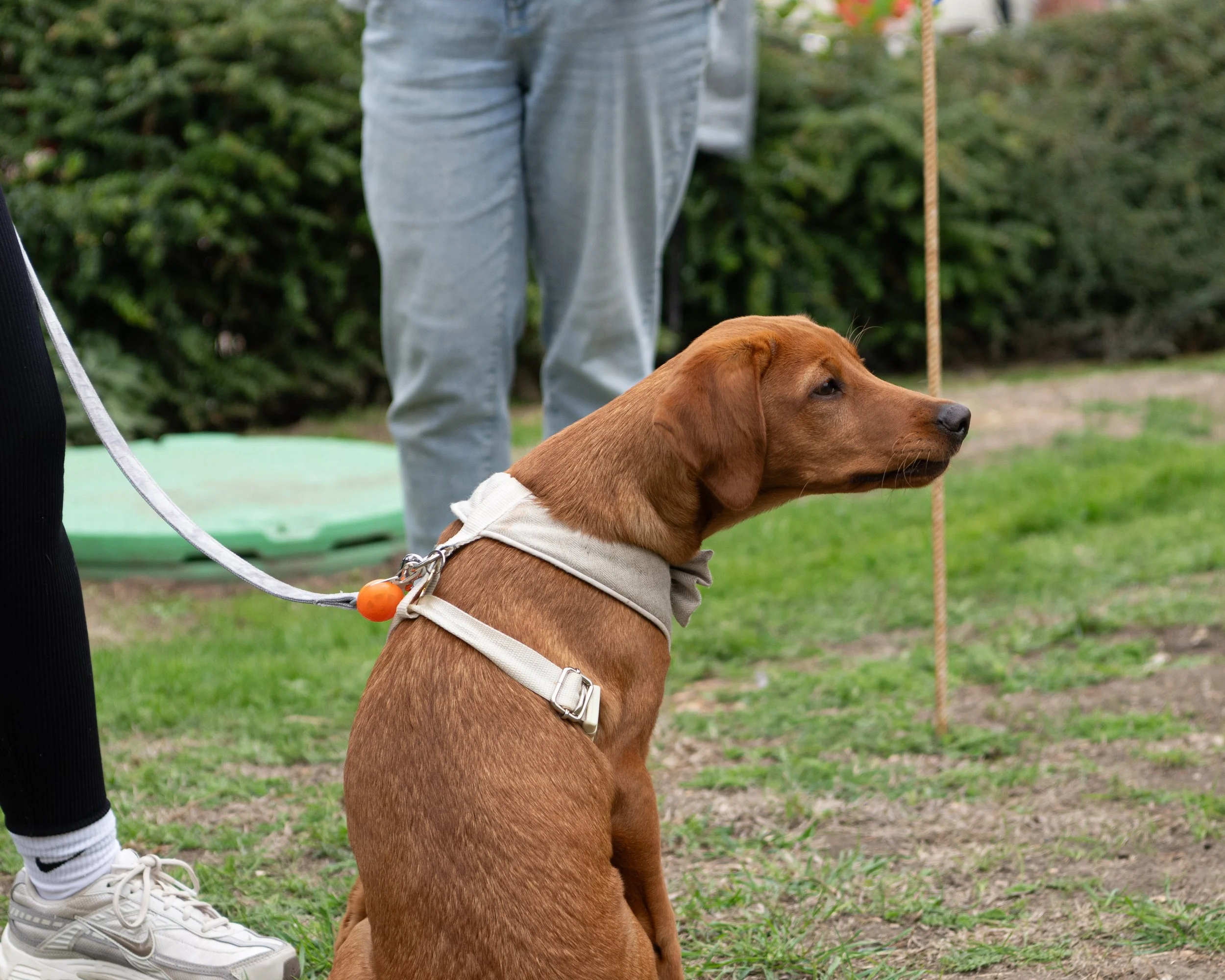 True Lovers Knot Dog Show 2026