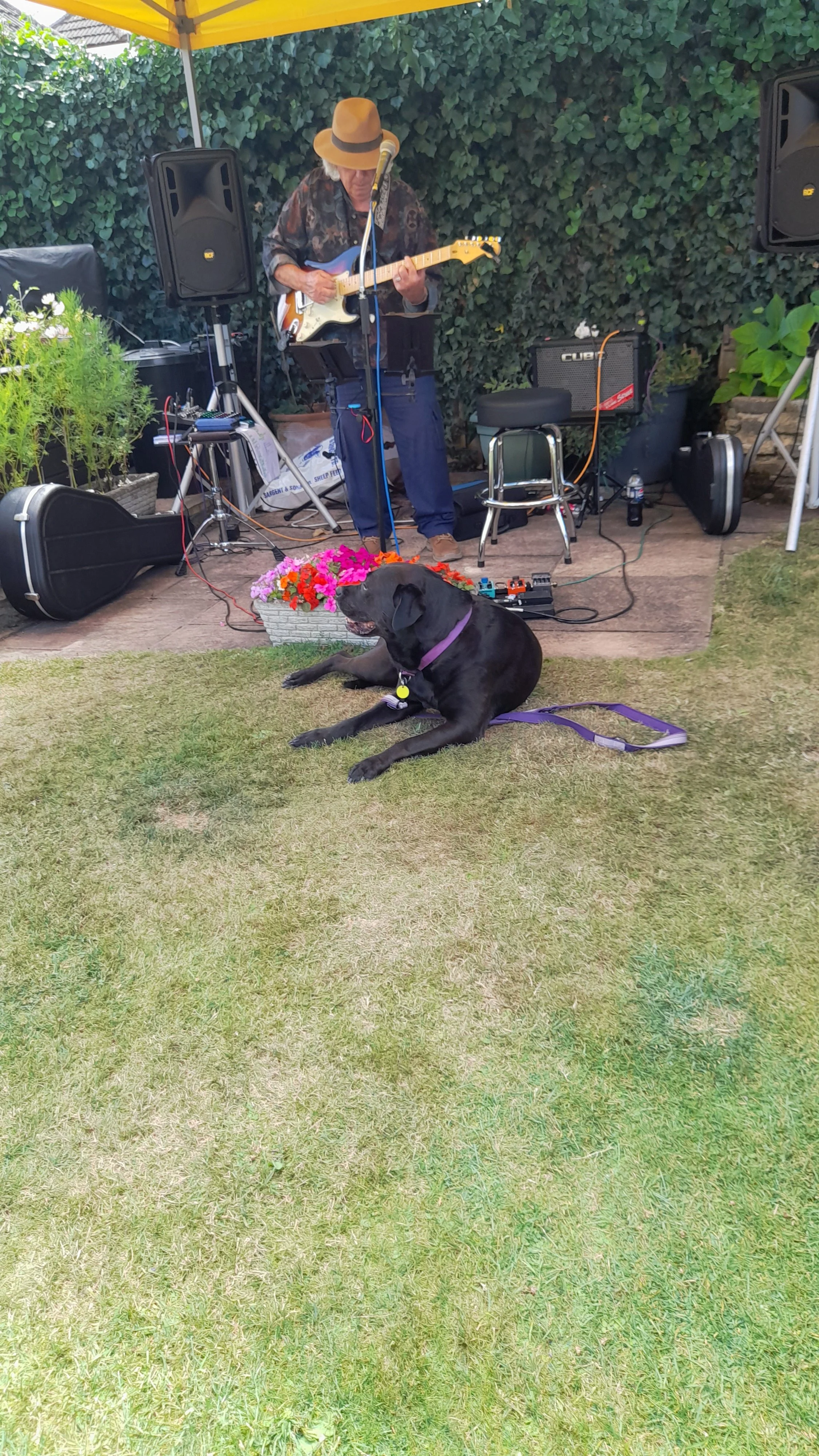 Paul & Nicky's Garden Party July 2026 : Harley enjoying the music!