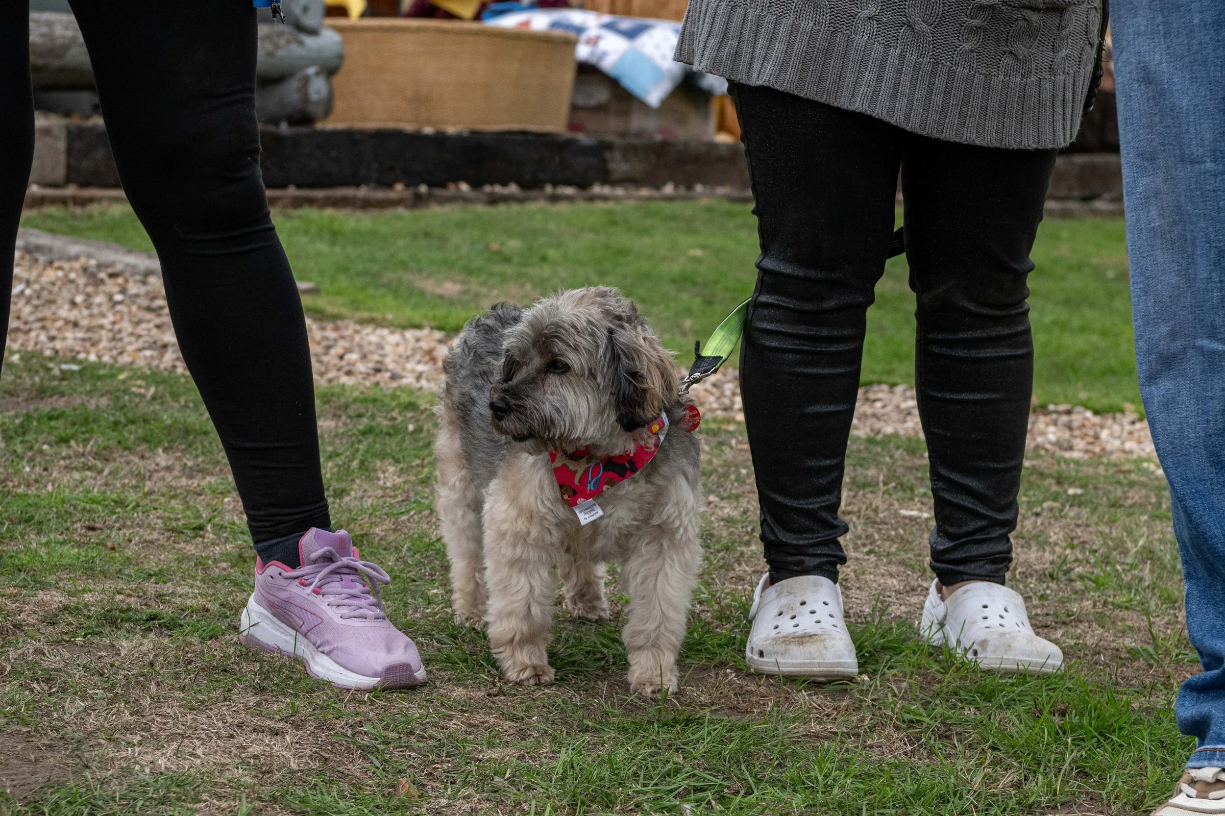 True Lovers Knot Dog Show 2026