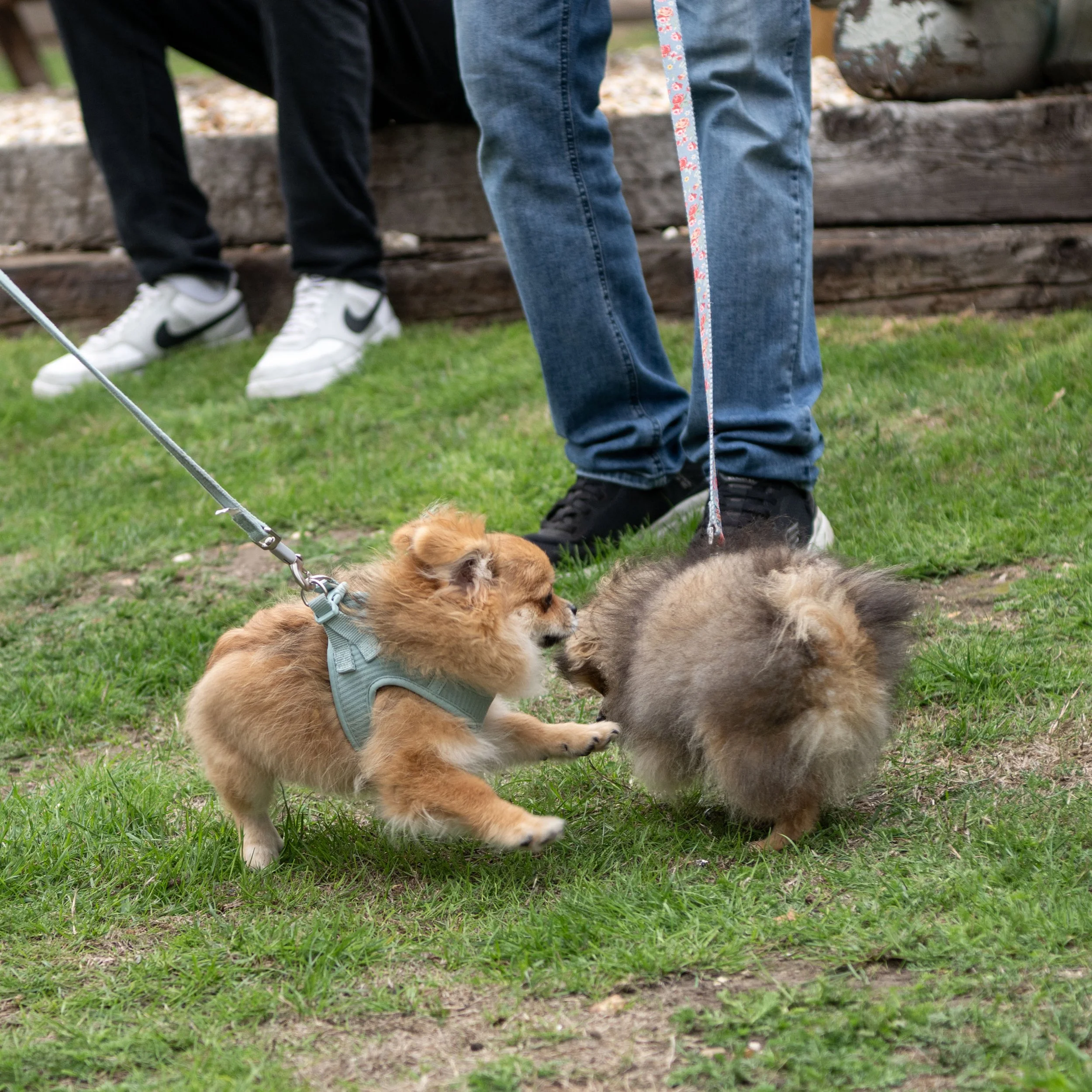 True Lovers Knot Dog Show 2026
