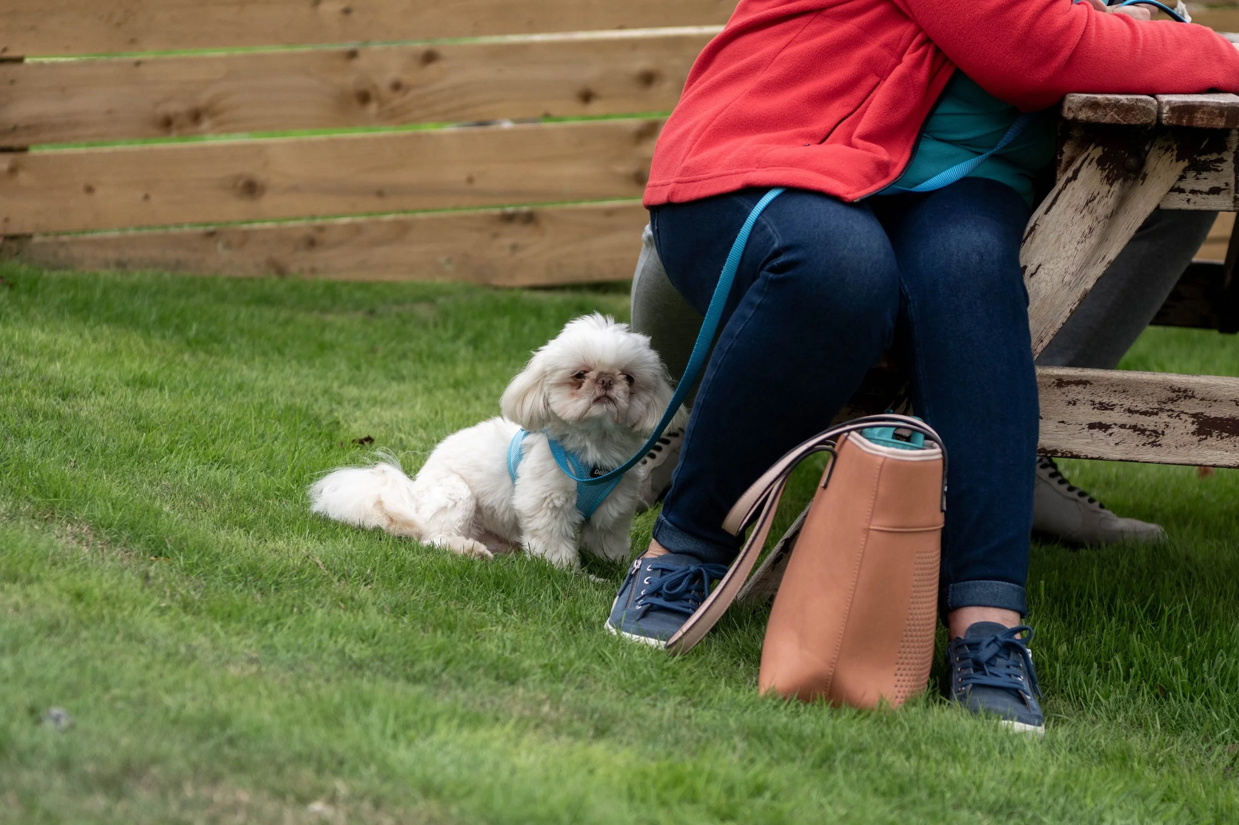 True Lovers Knot Dog Show 2026