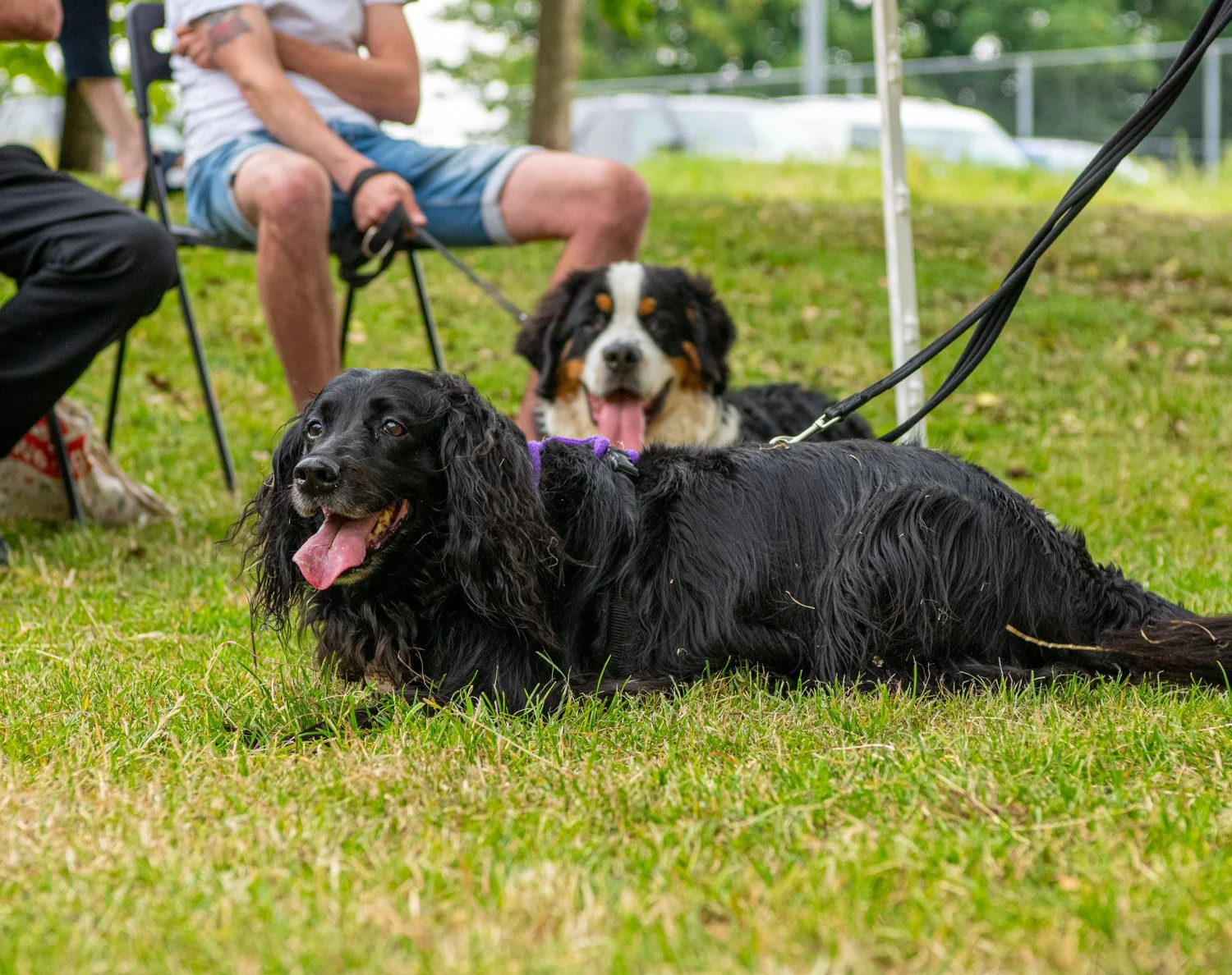 2022 Dog Show