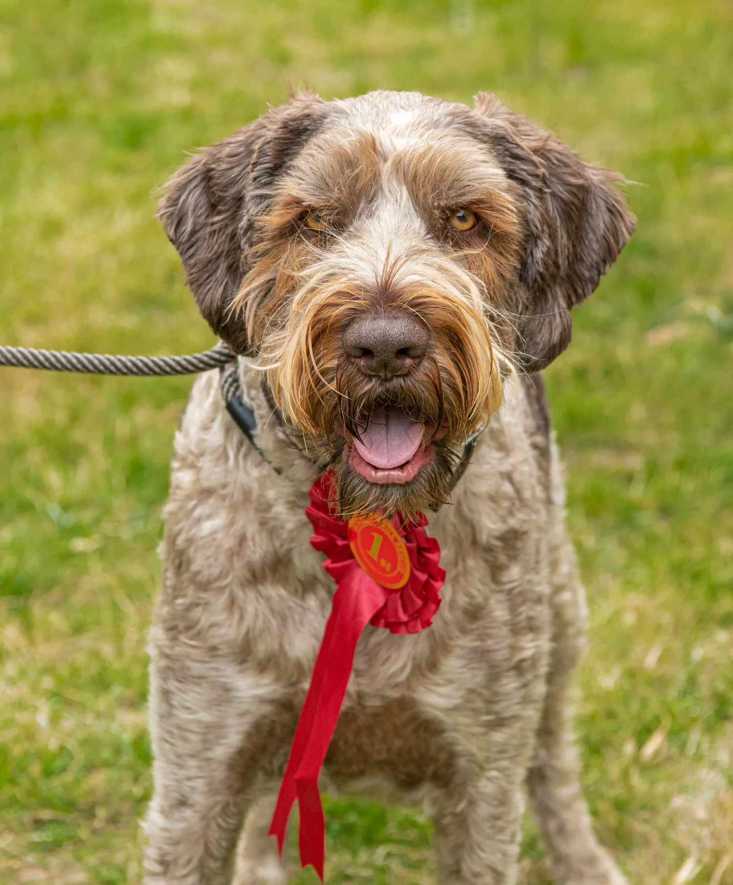 2022 Dog Show : Best in Show