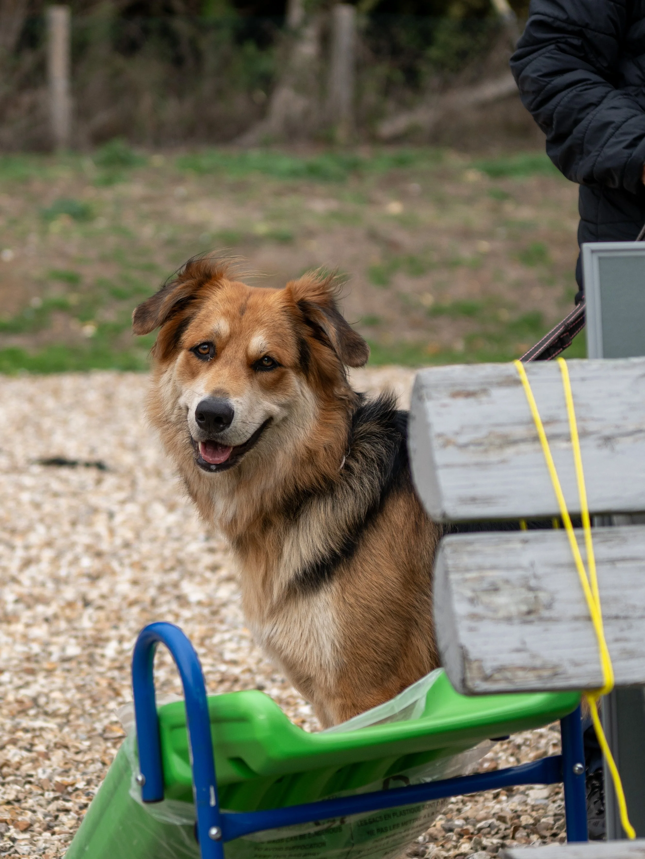 Waggy Tails dog show 2026 at True Lovers Knott-16.jpg