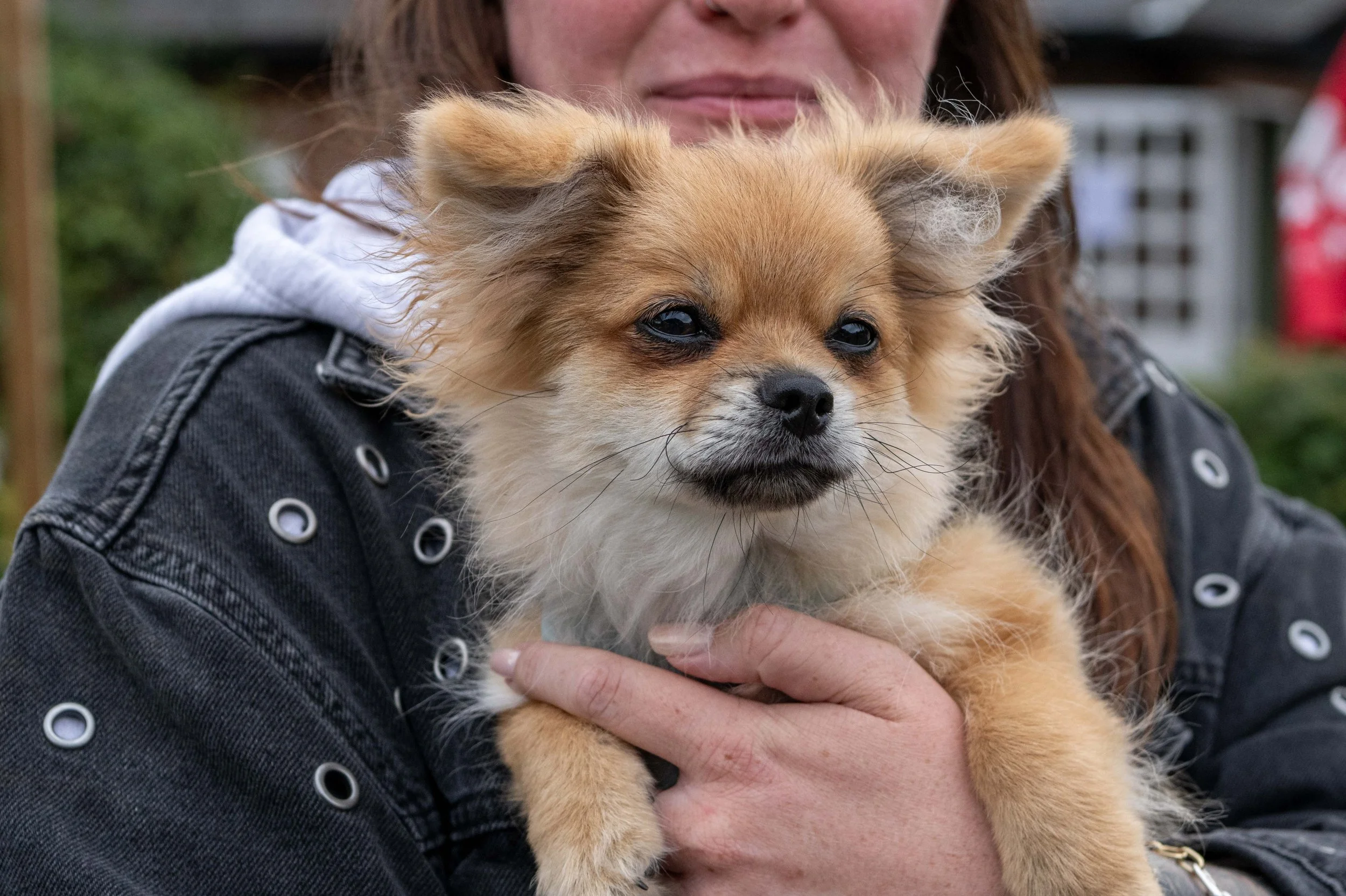 True Lovers Knot Dog Show 2026