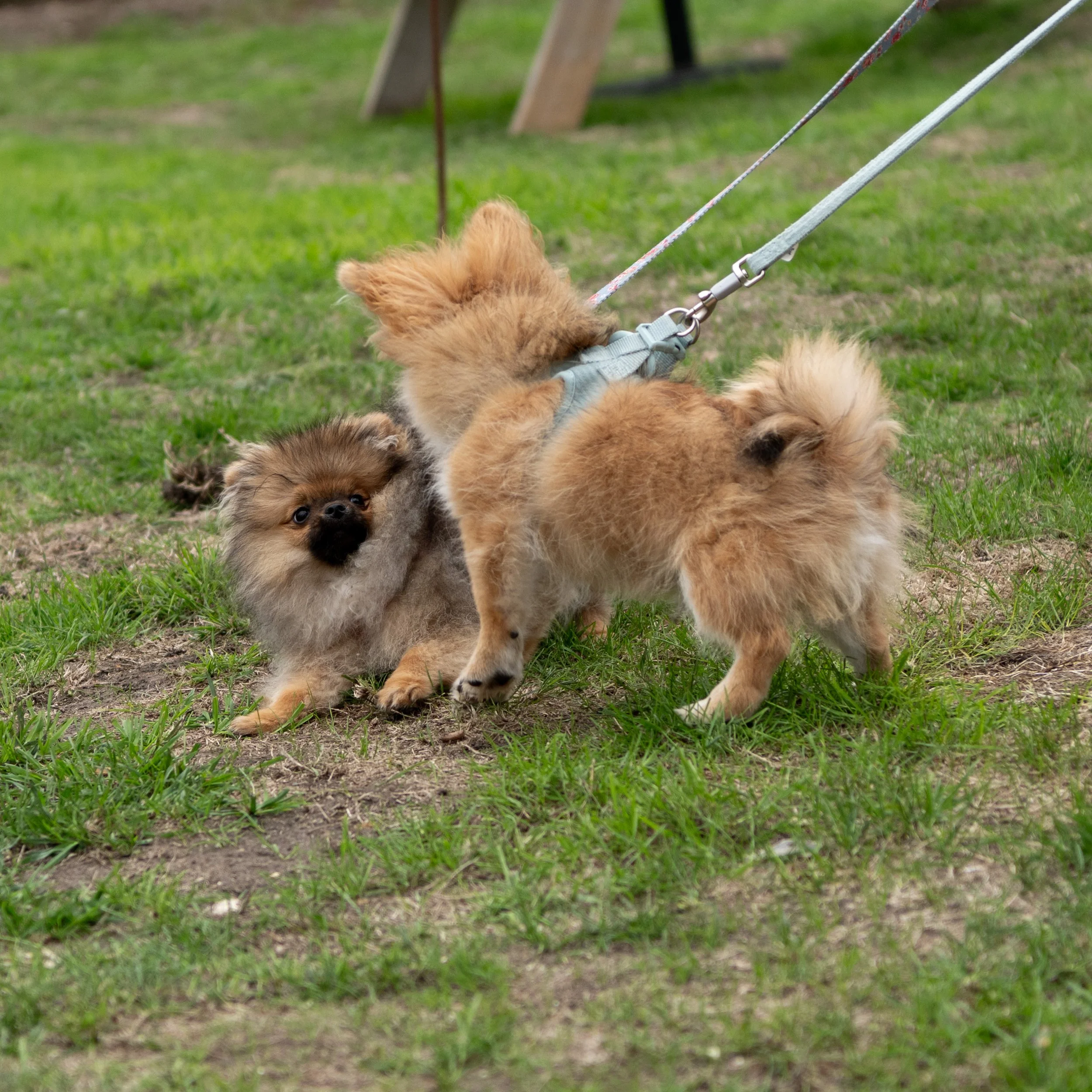 True Lovers Knot Dog Show 2026