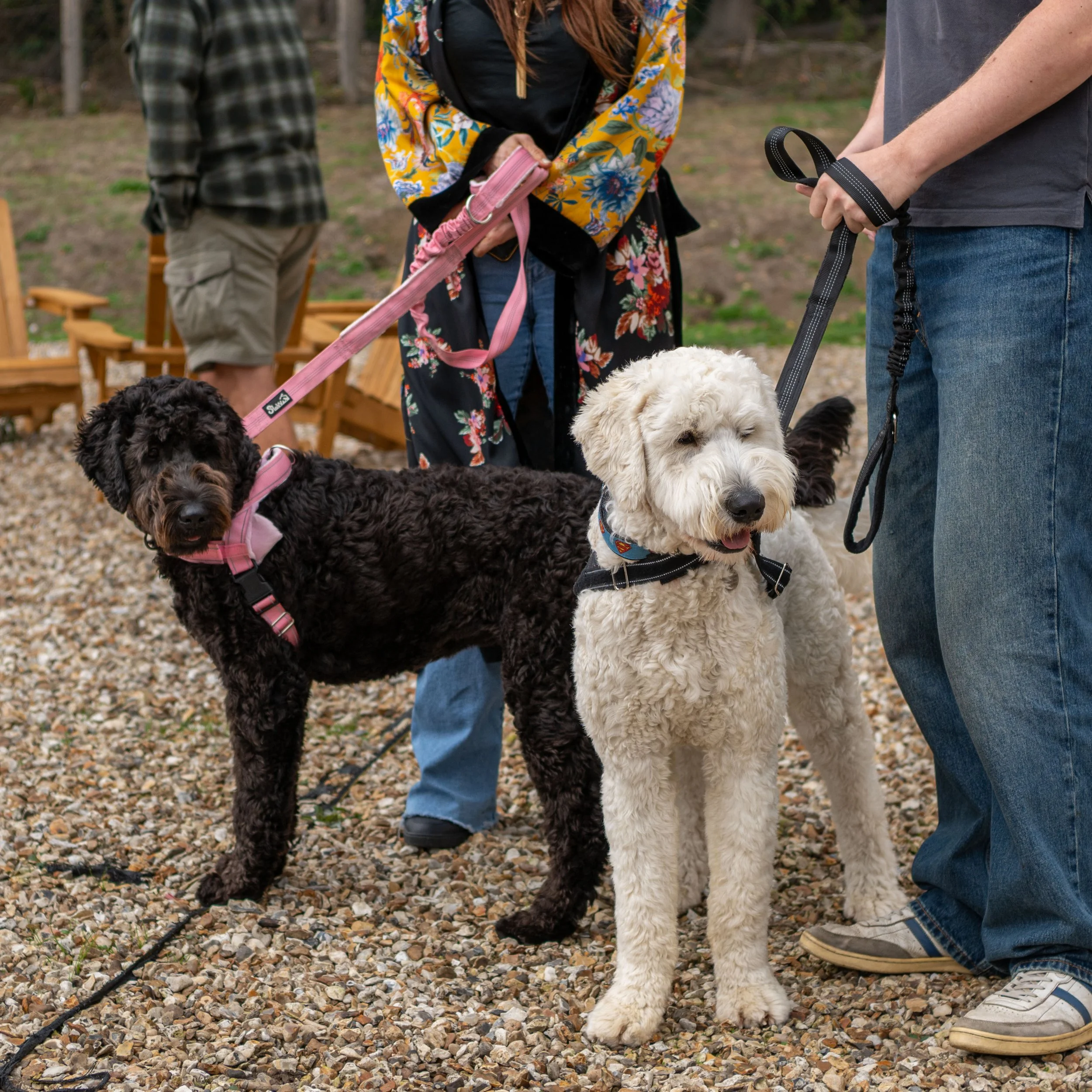 True Lovers Knot Dog Show 2026
